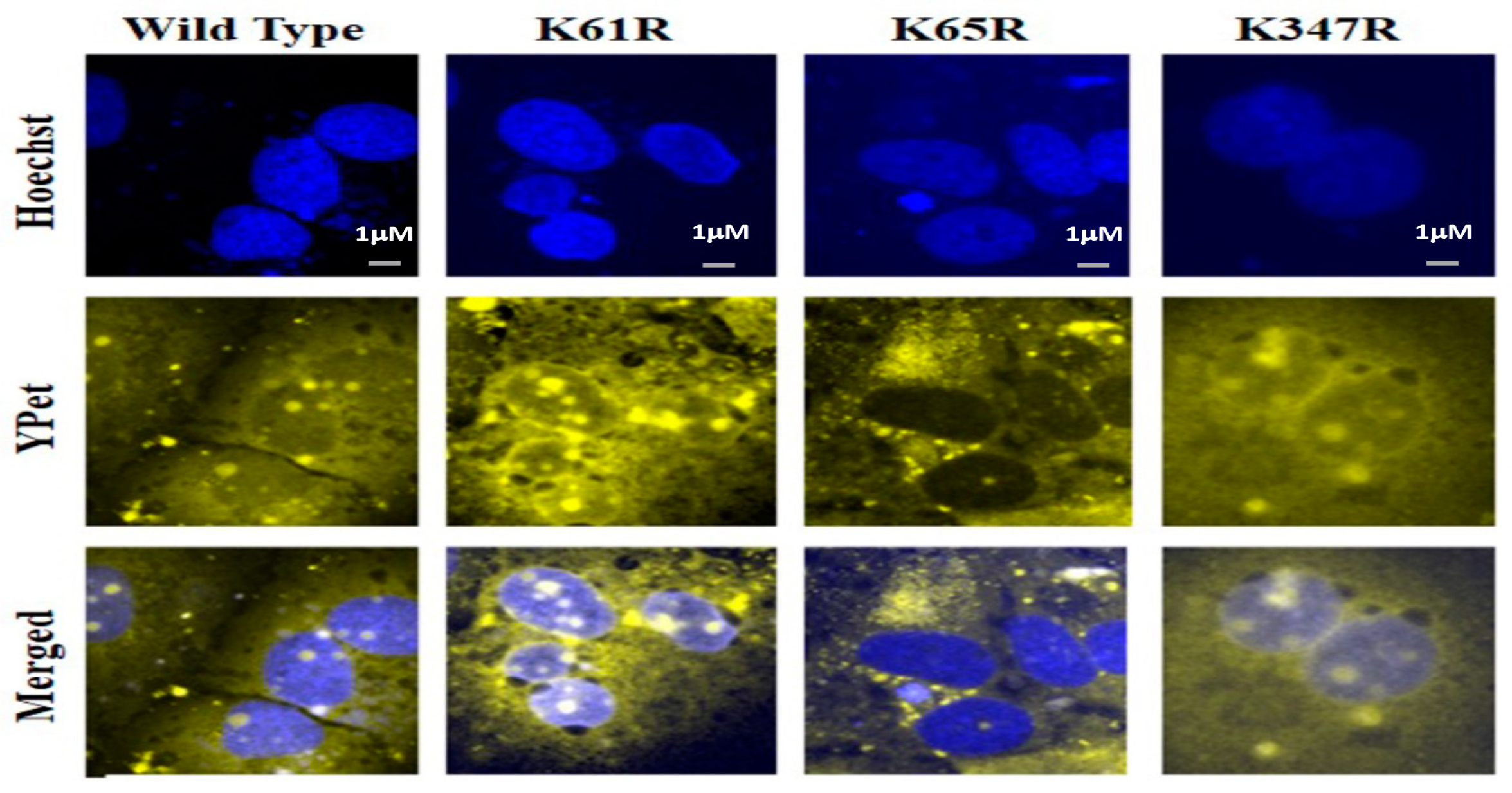 Viruses 15 01600 g005 Viruses 15 01600 g005