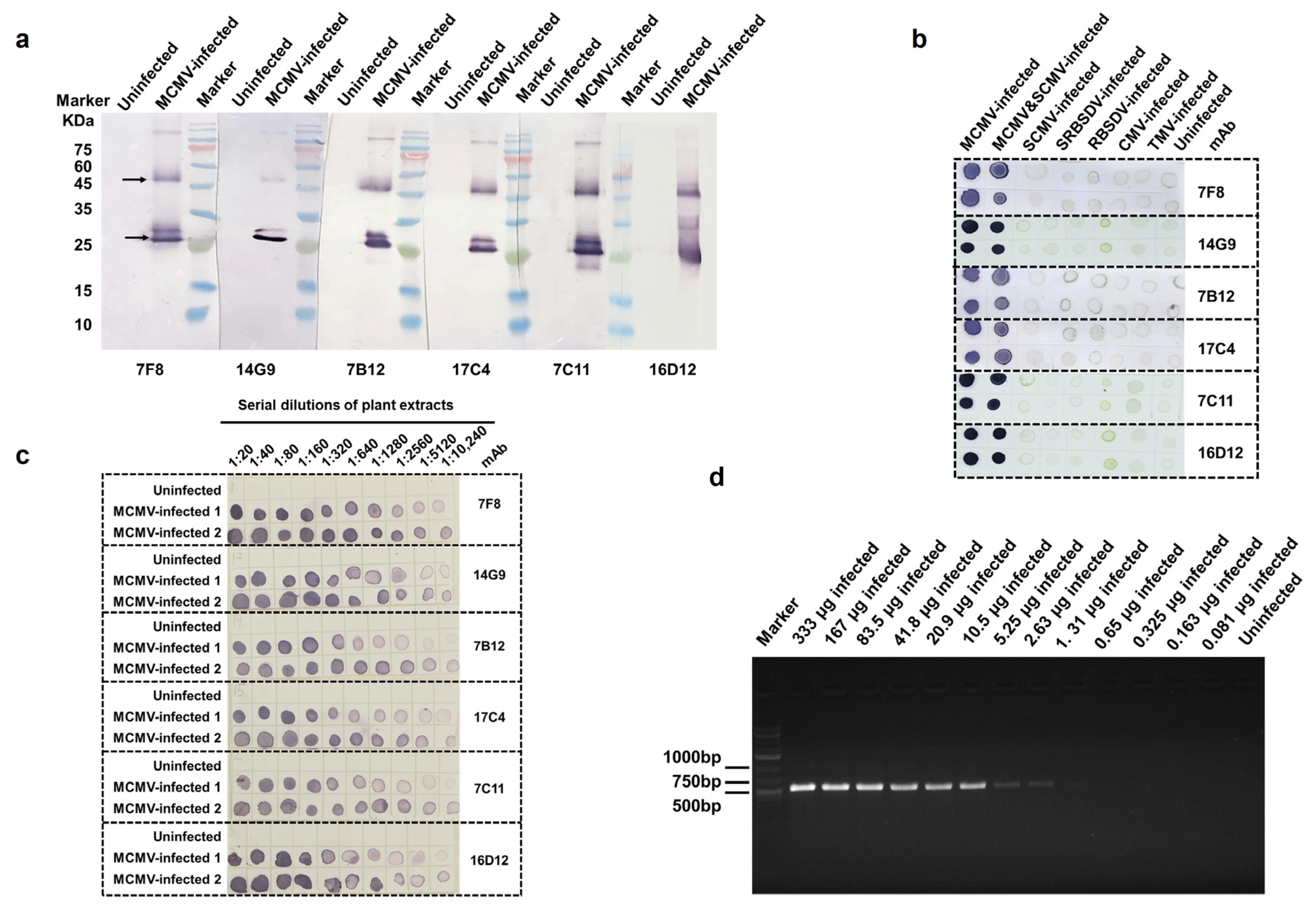 Viruses 15 01607 g003 Viruses 15 01607 g003