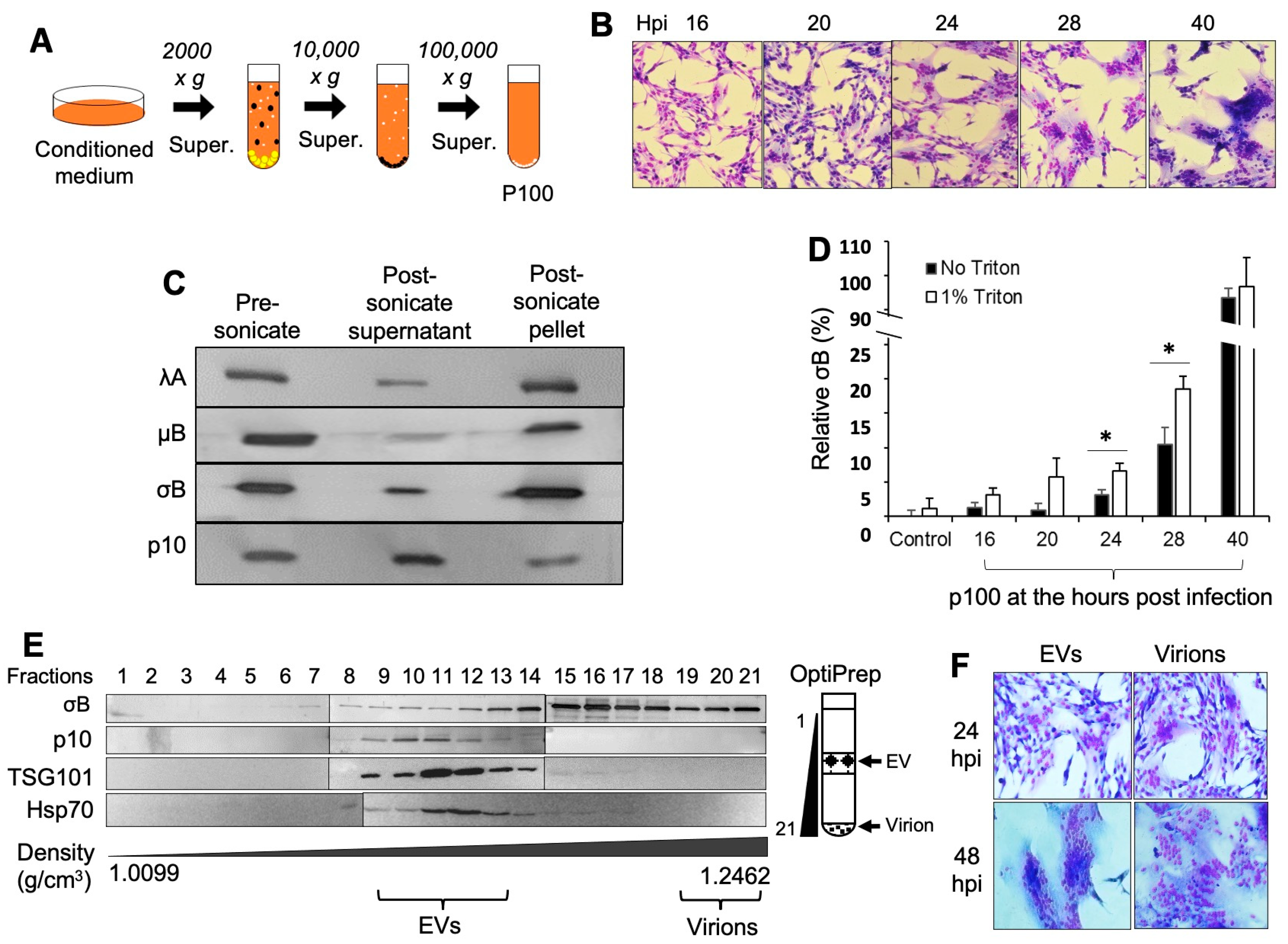 Viruses 15 01610 g001 Viruses 15 01610 g001