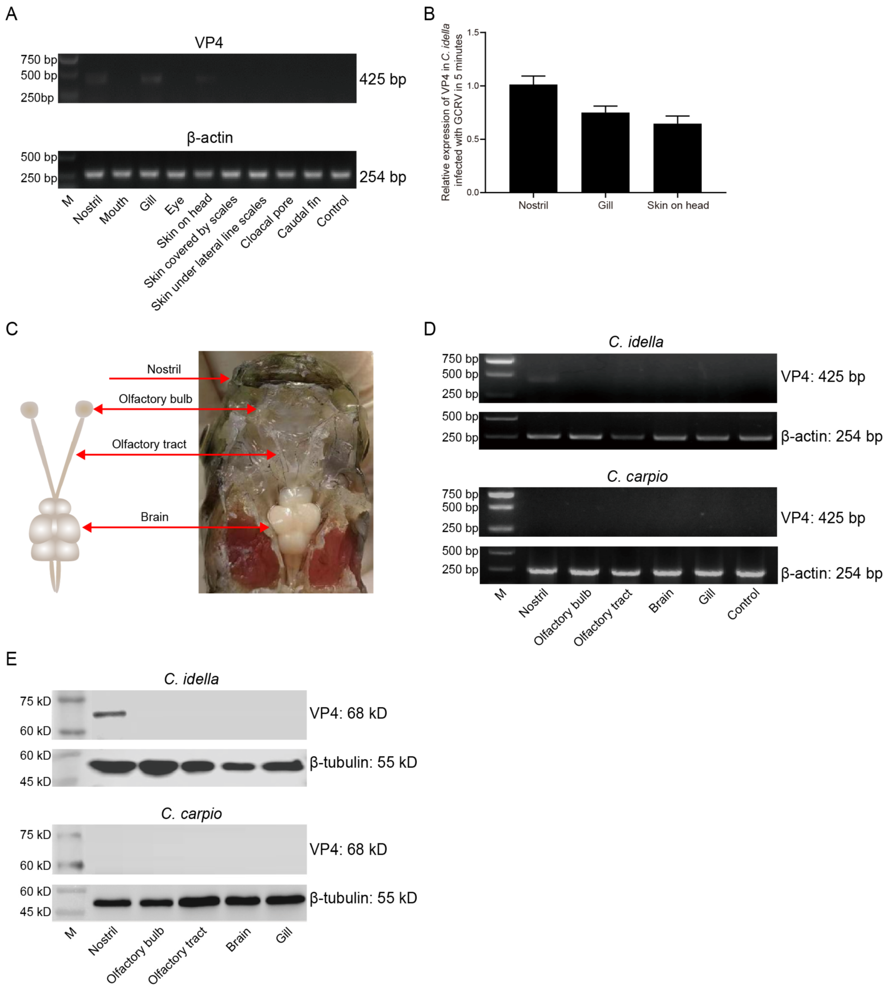 Viruses 15 01614 g002 Viruses 15 01614 g002