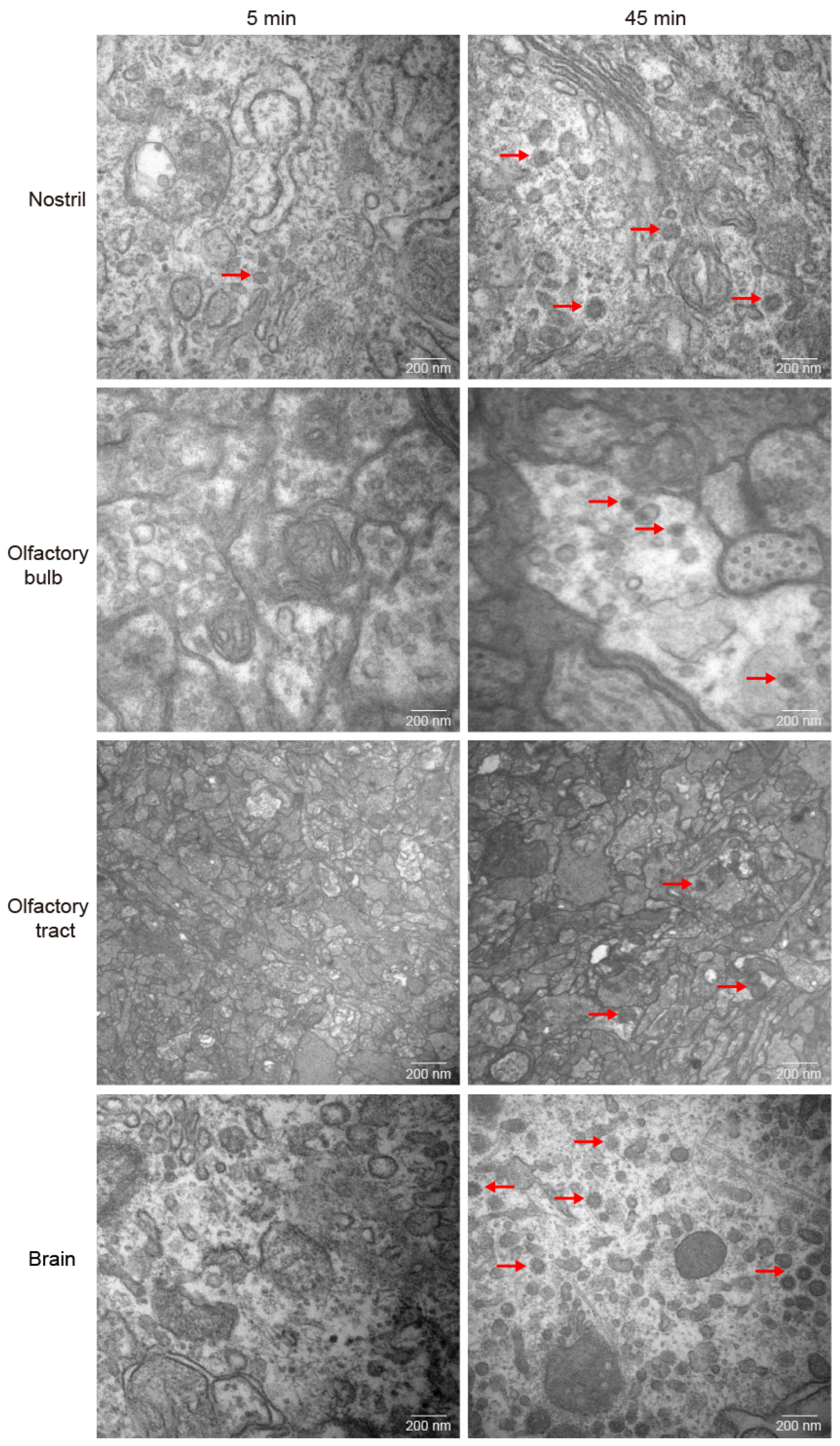Viruses 15 01614 g004 Viruses 15 01614 g004