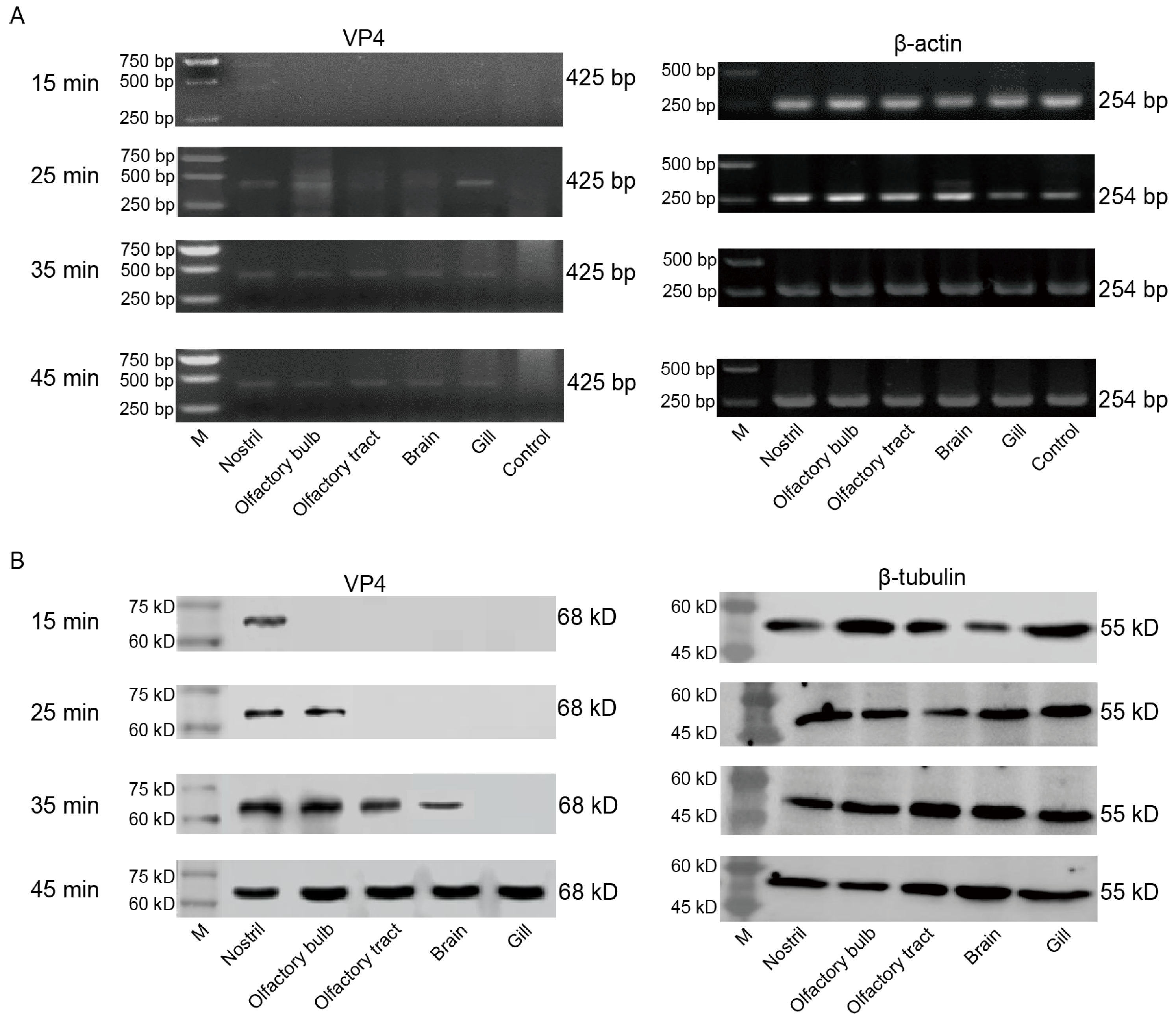 Viruses 15 01614 g005 Viruses 15 01614 g005