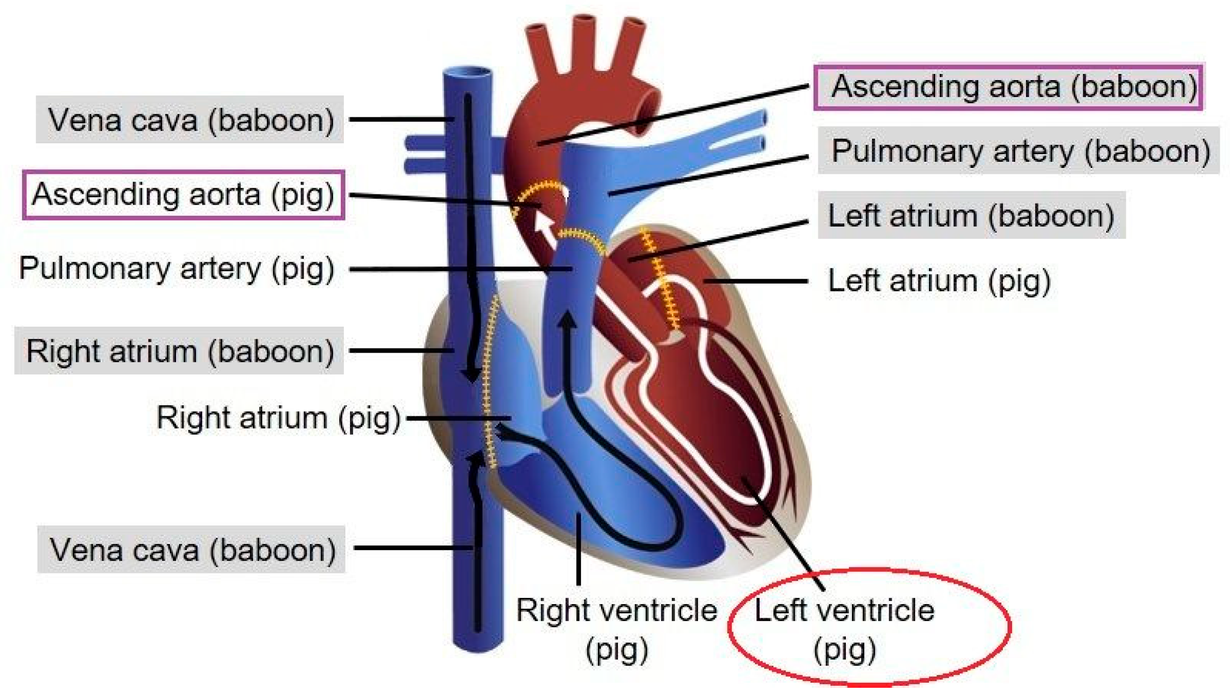 Viruses 15 01618 g002