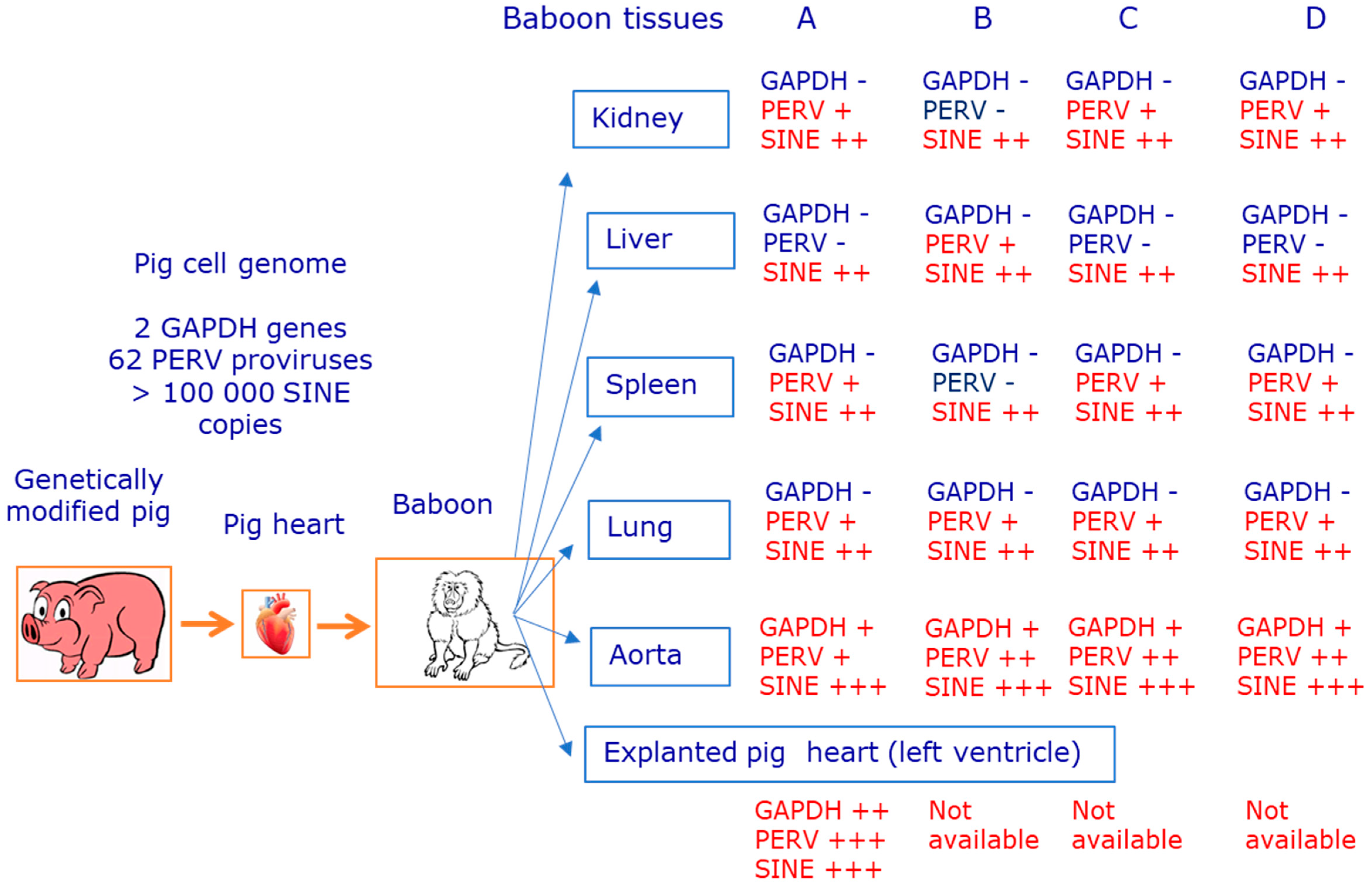 Viruses 15 01618 g003