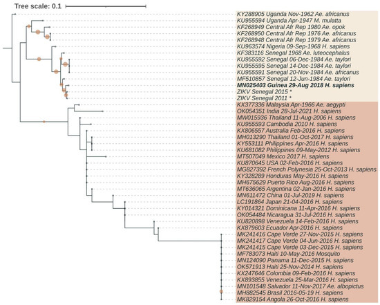 The First Case of Zika Virus Disease in Guinea: Description, Virus ...