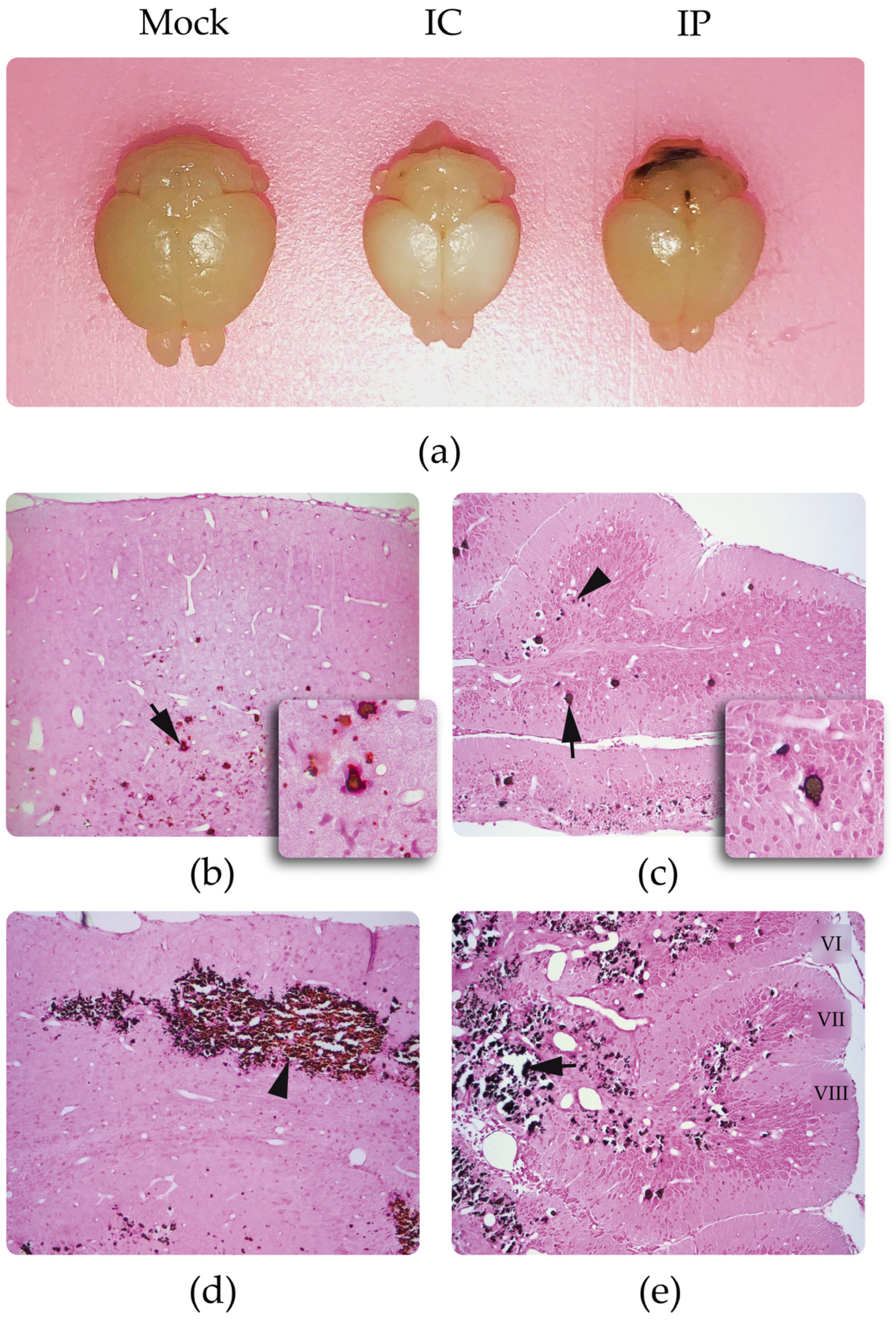 Viruses 15 01632 g001