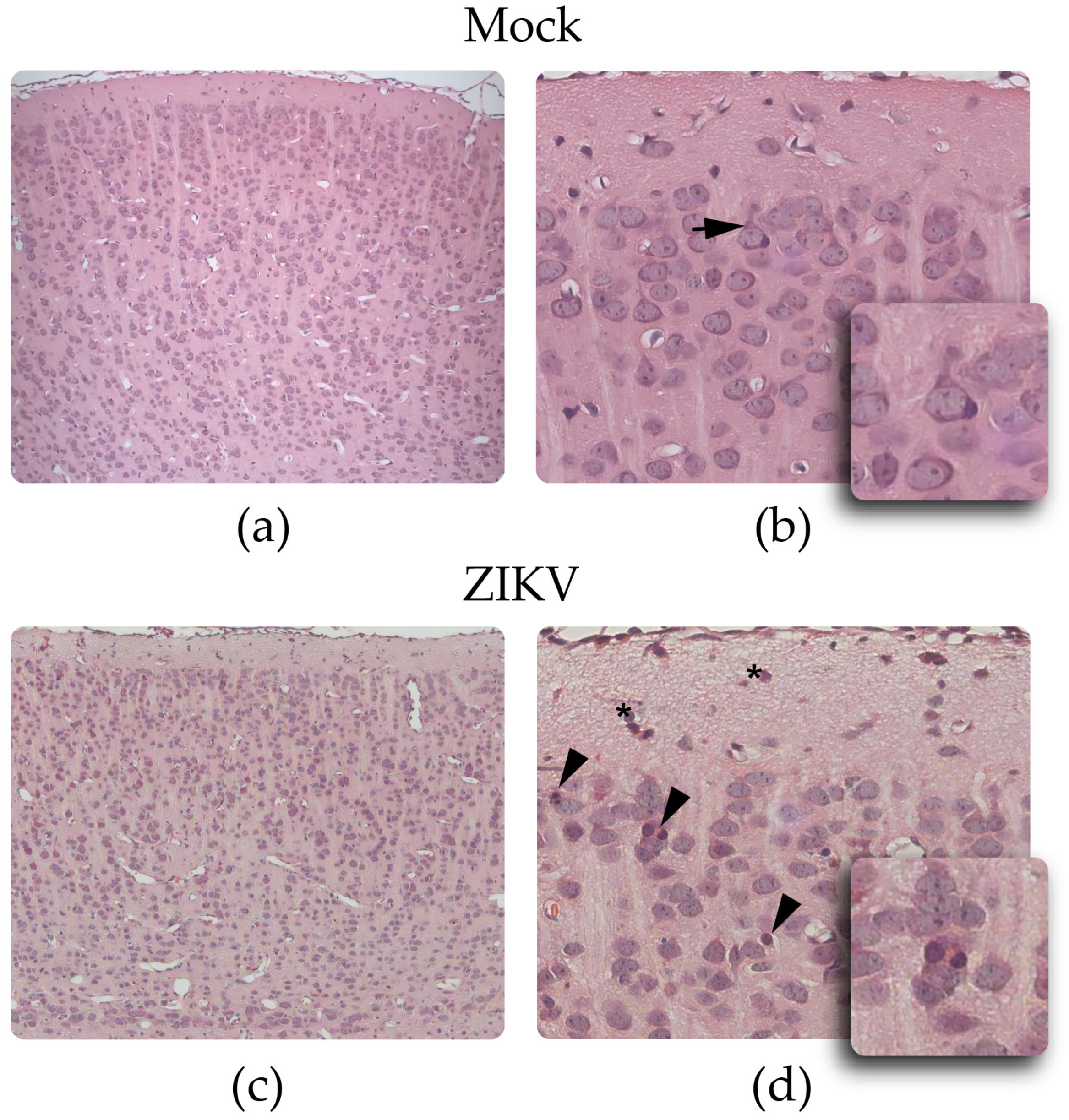 Viruses 15 01632 g002