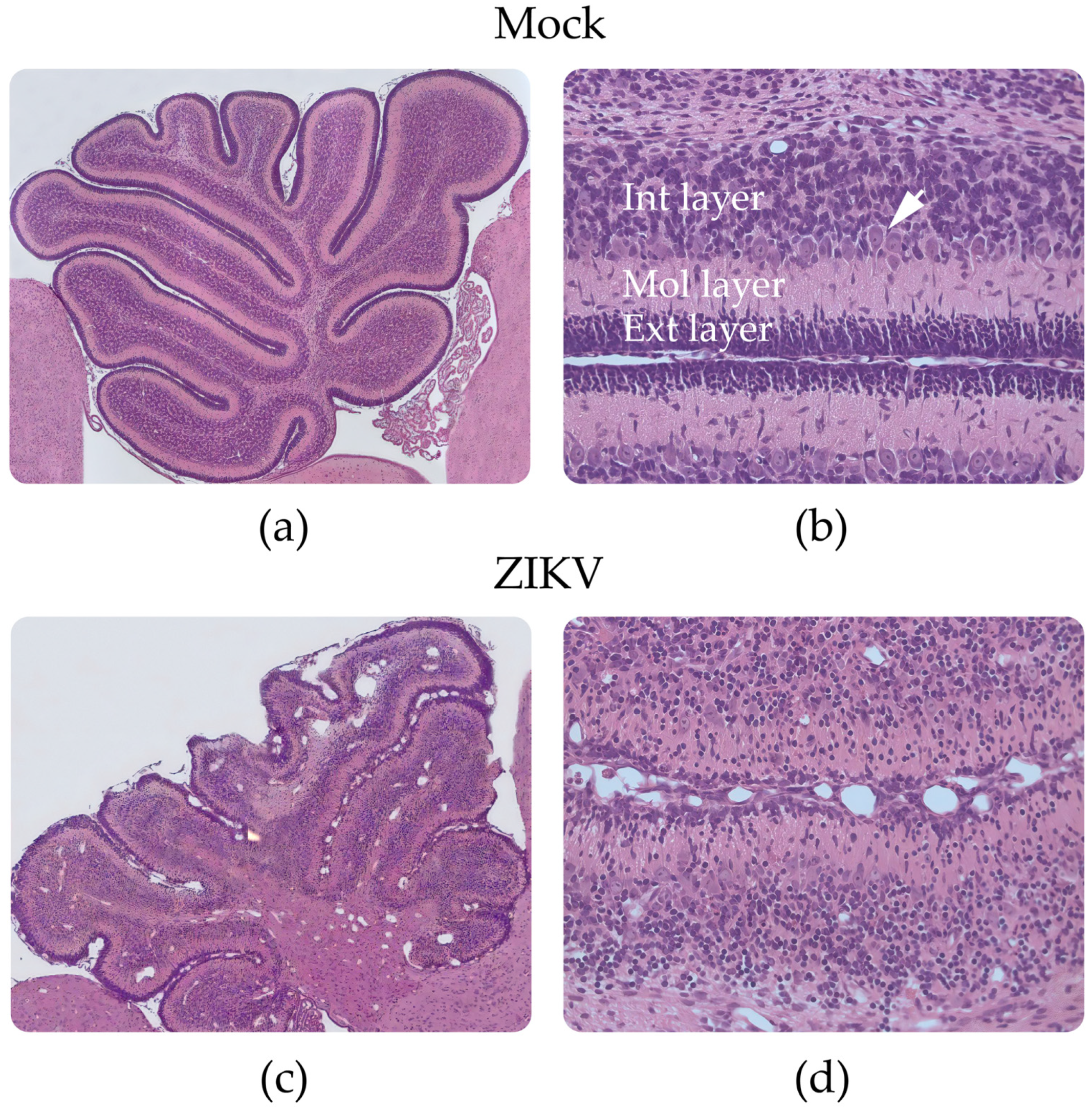 Viruses 15 01632 g003