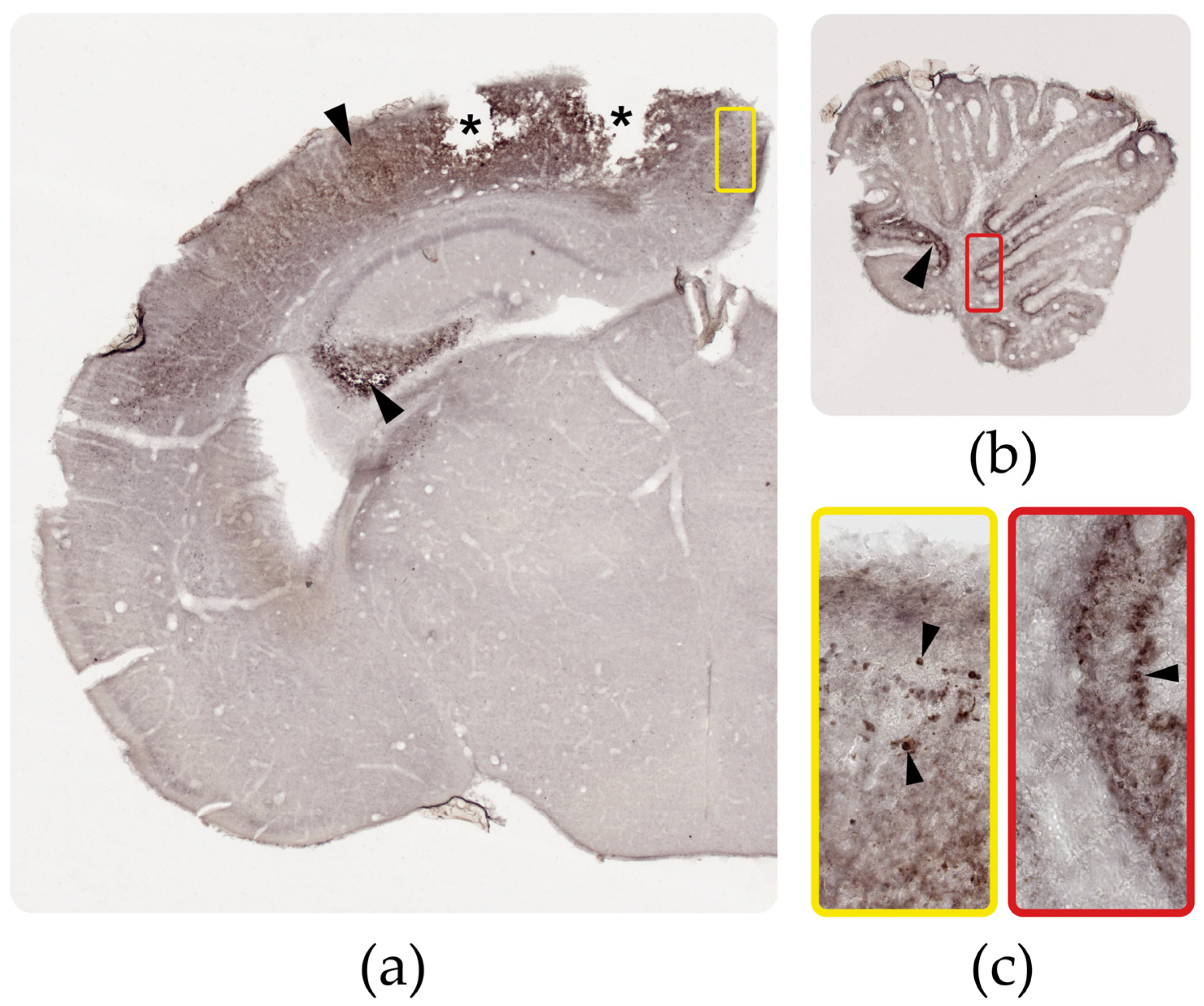 Viruses 15 01632 g004
