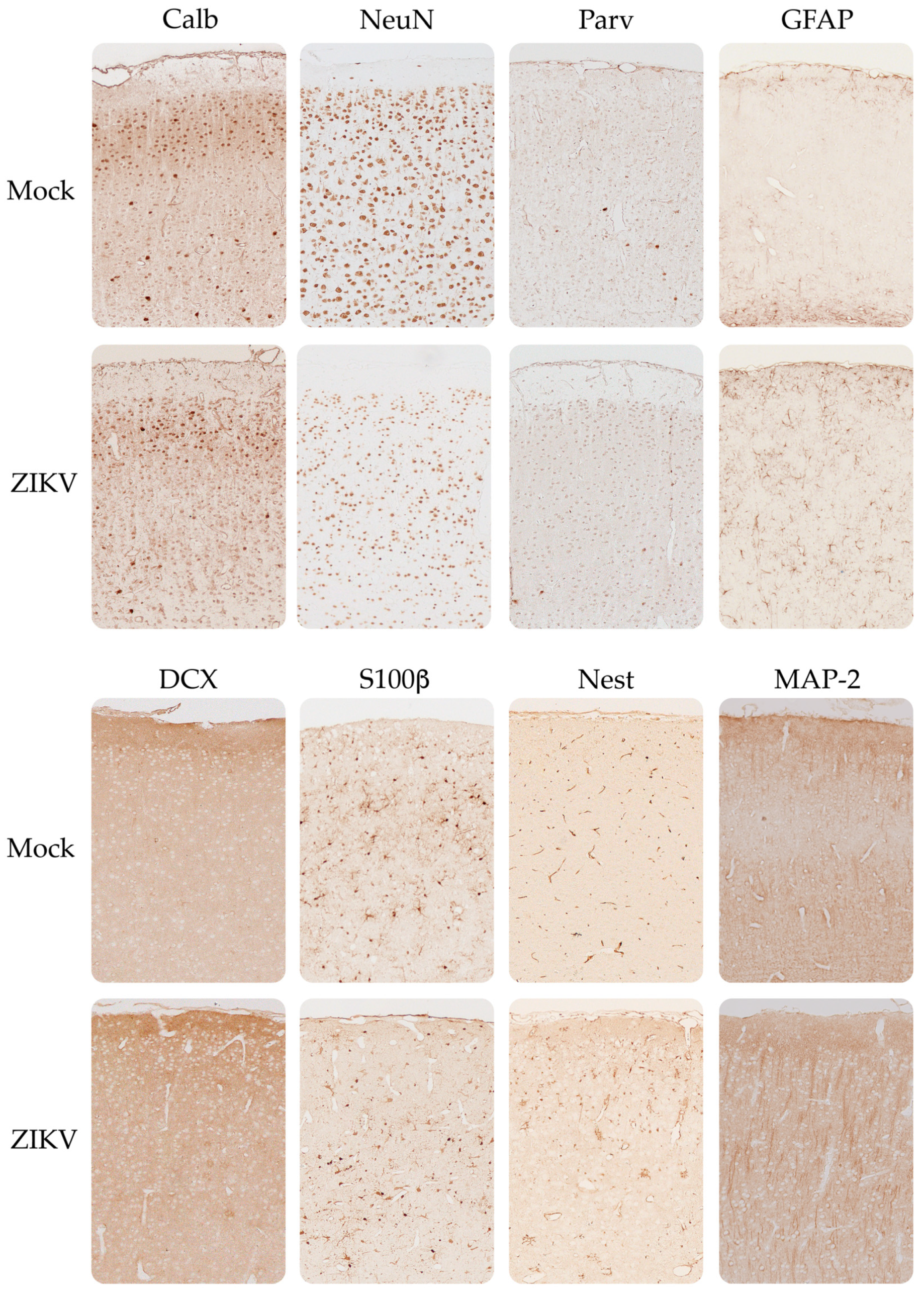 Viruses 15 01632 g007