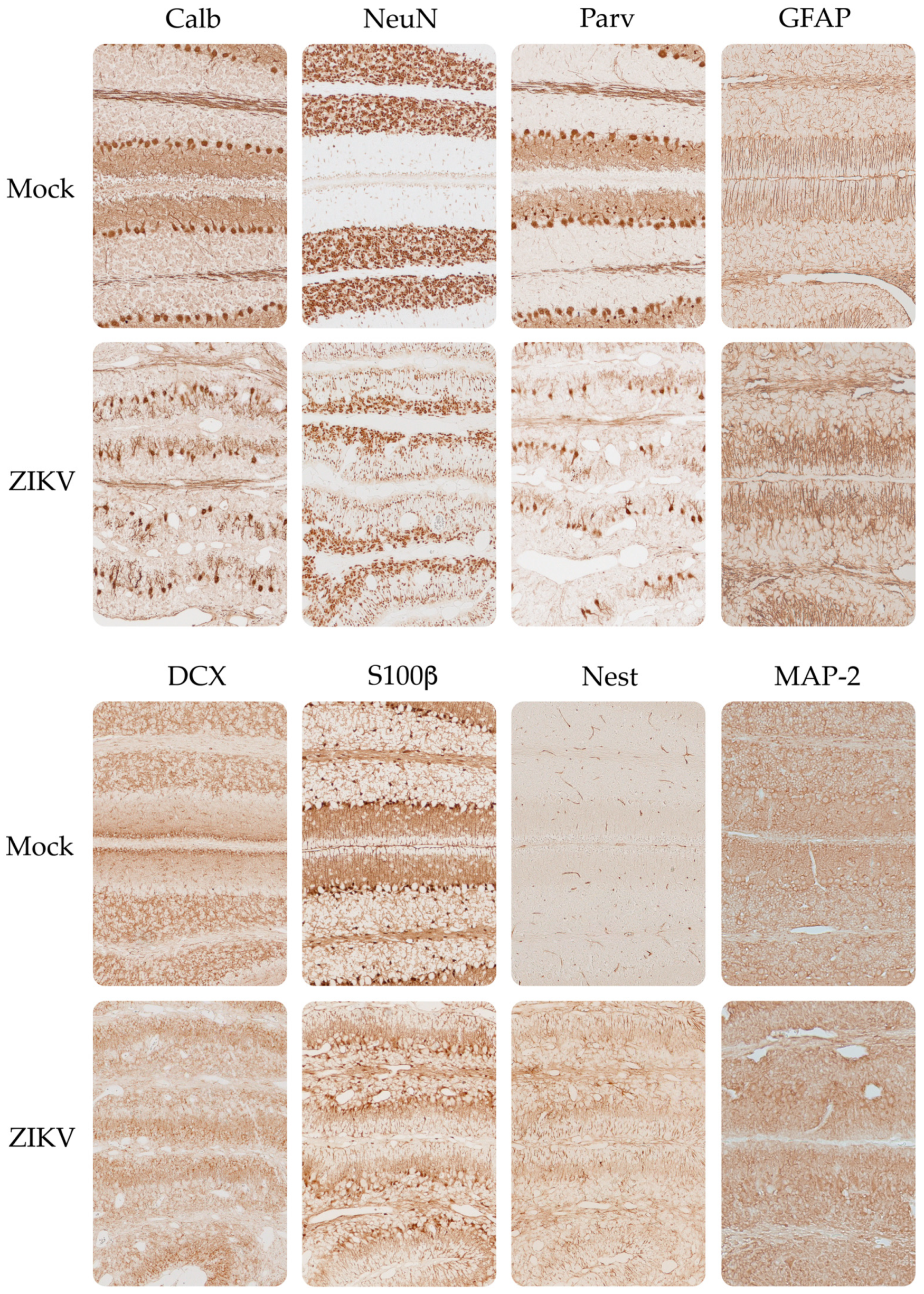 Viruses 15 01632 g008