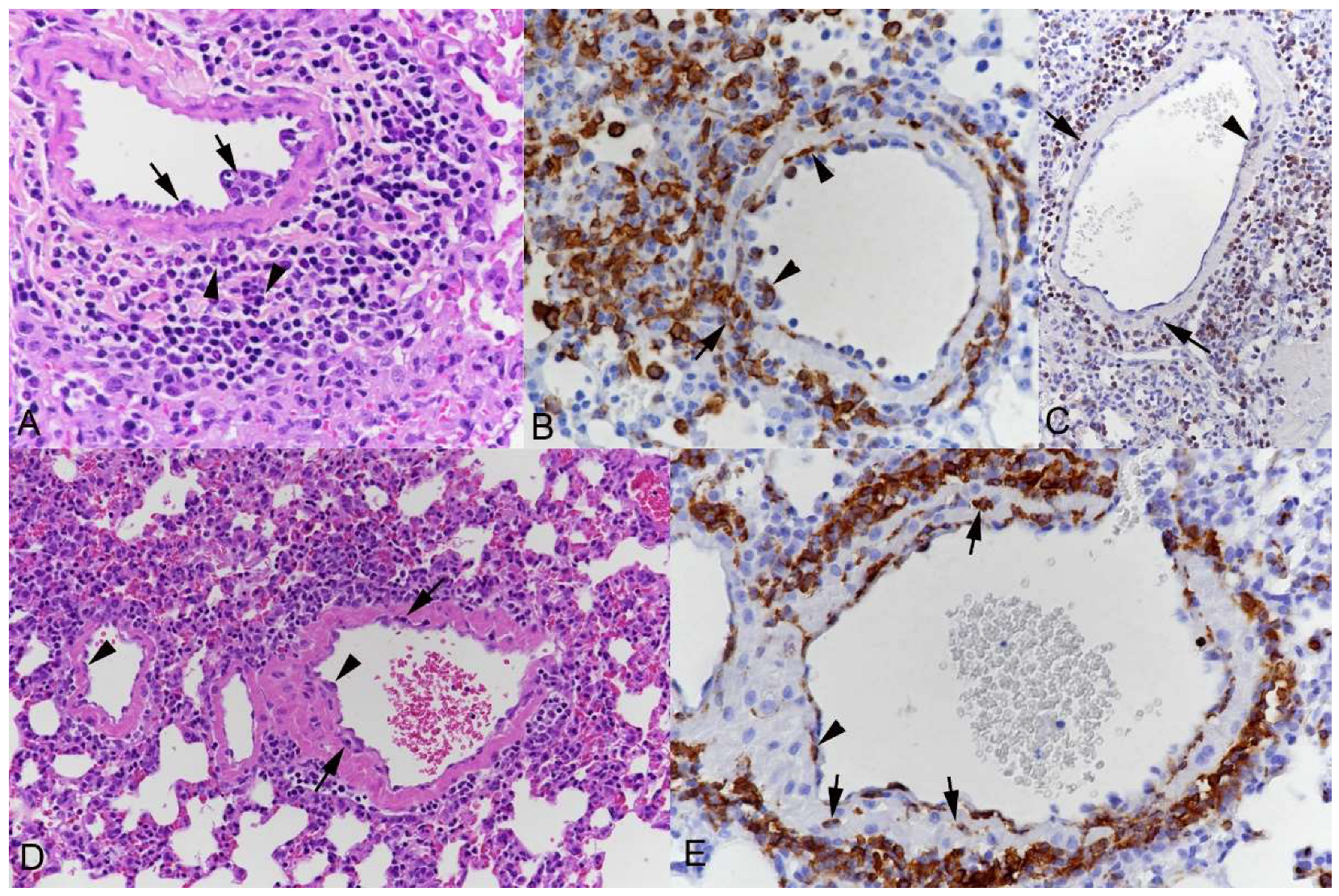 Viruses 15 01637 g003 Viruses 15 01637 g003