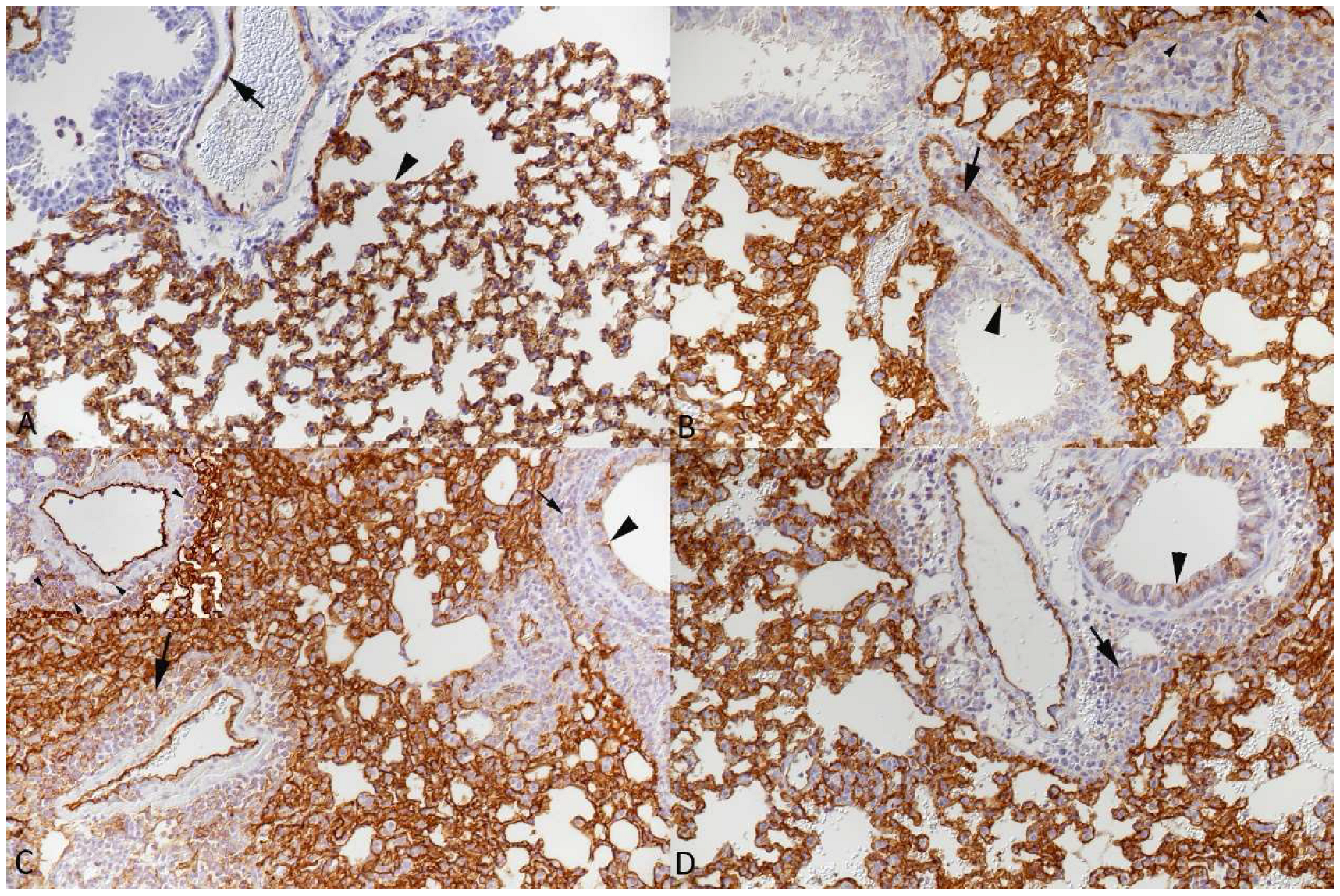 Viruses 15 01637 g011 Viruses 15 01637 g011