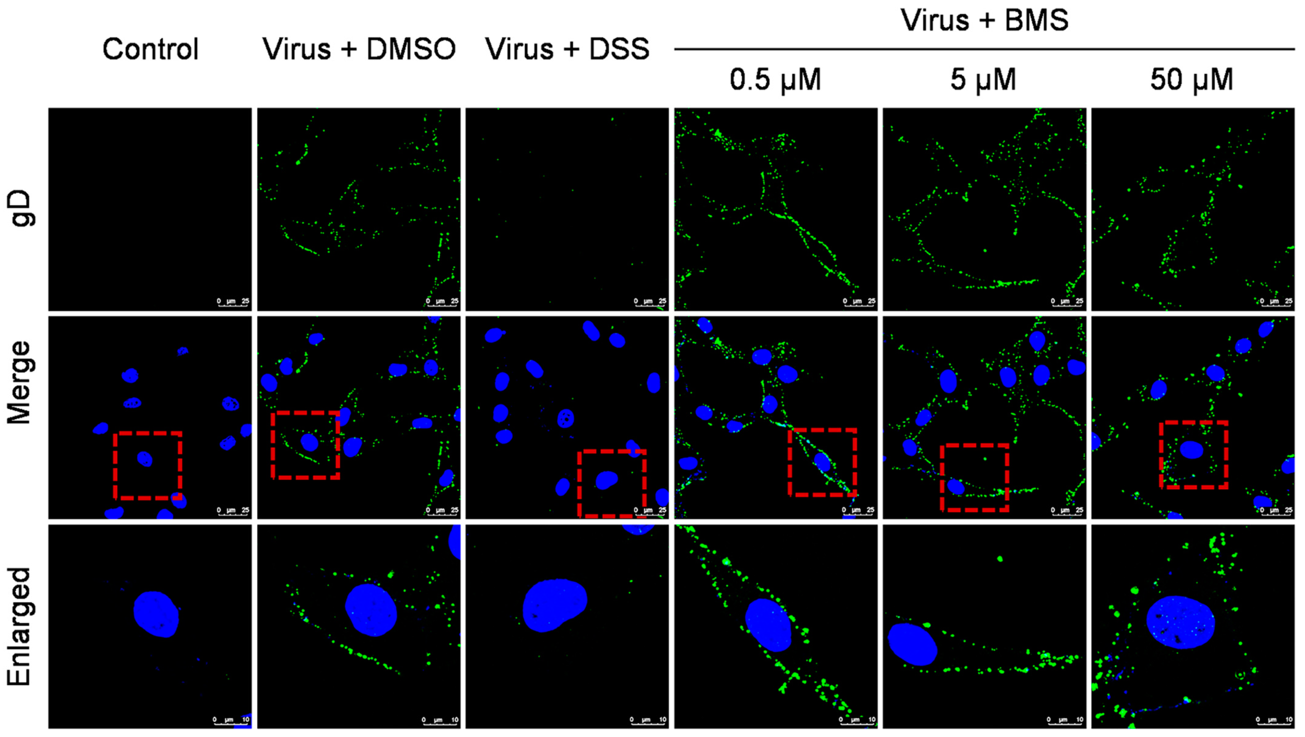 Viruses 15 01642 g003 Viruses 15 01642 g003