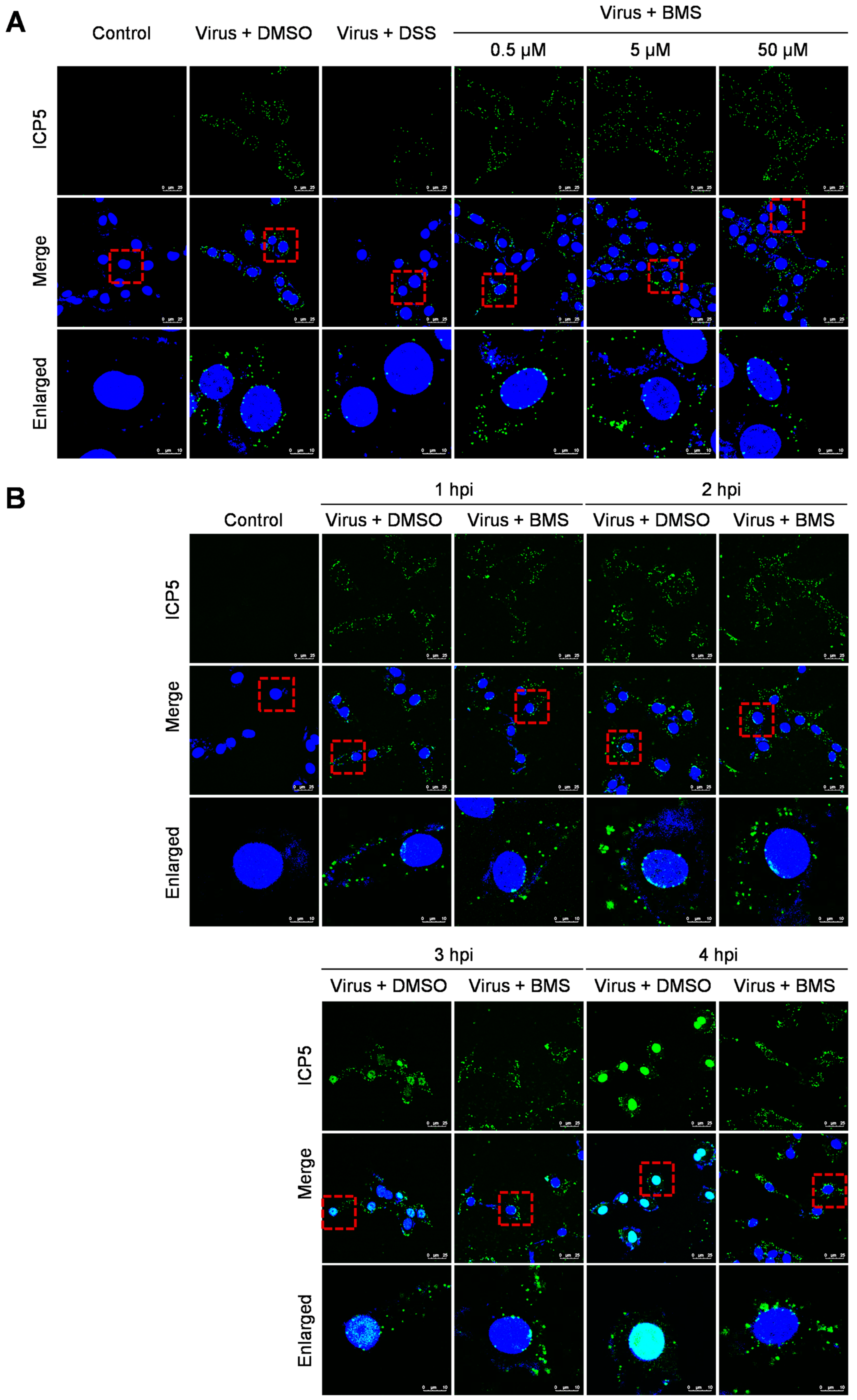 Viruses 15 01642 g004 Viruses 15 01642 g004