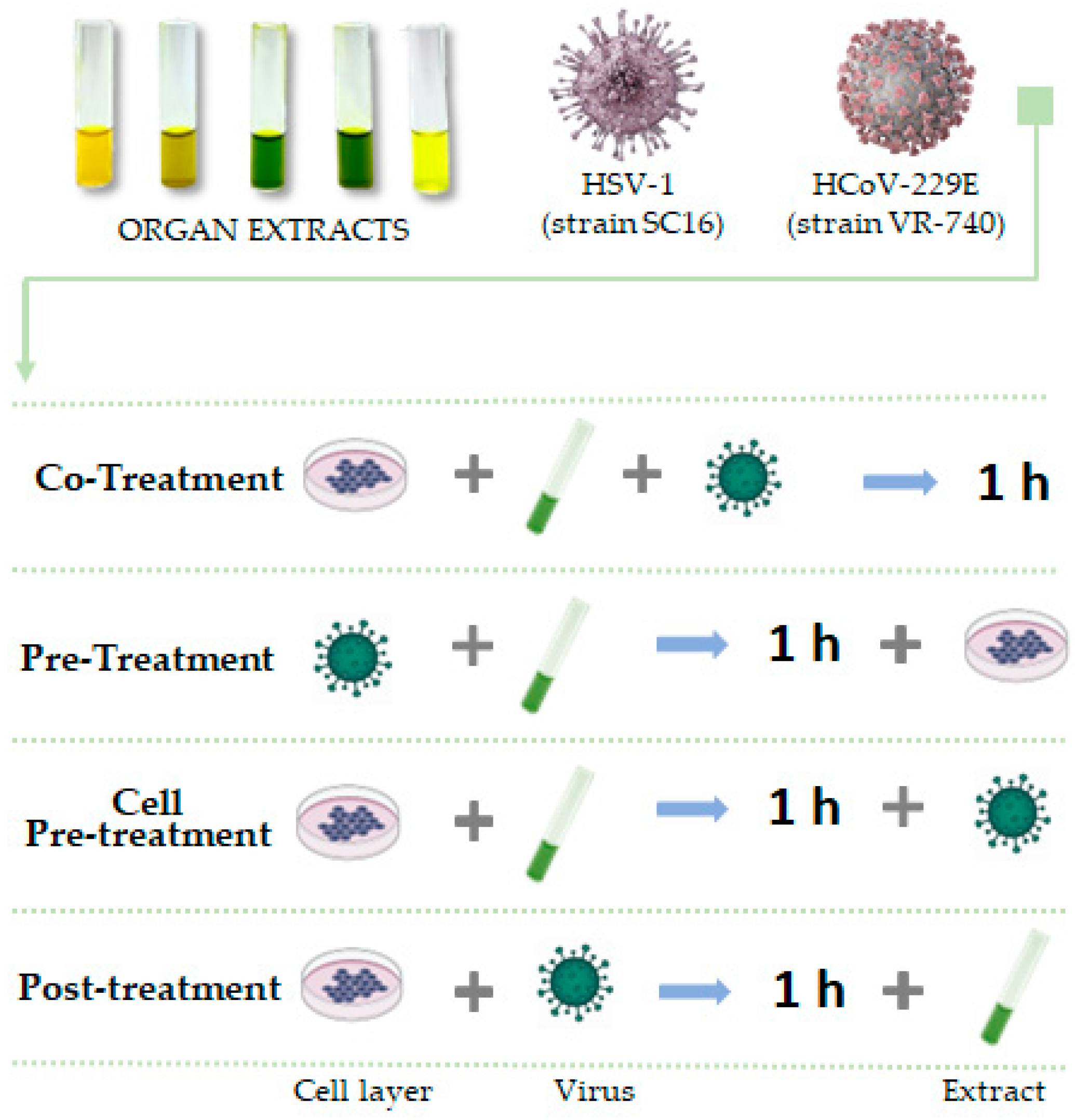 Viruses 15 01648 g001 Viruses 15 01648 g001
