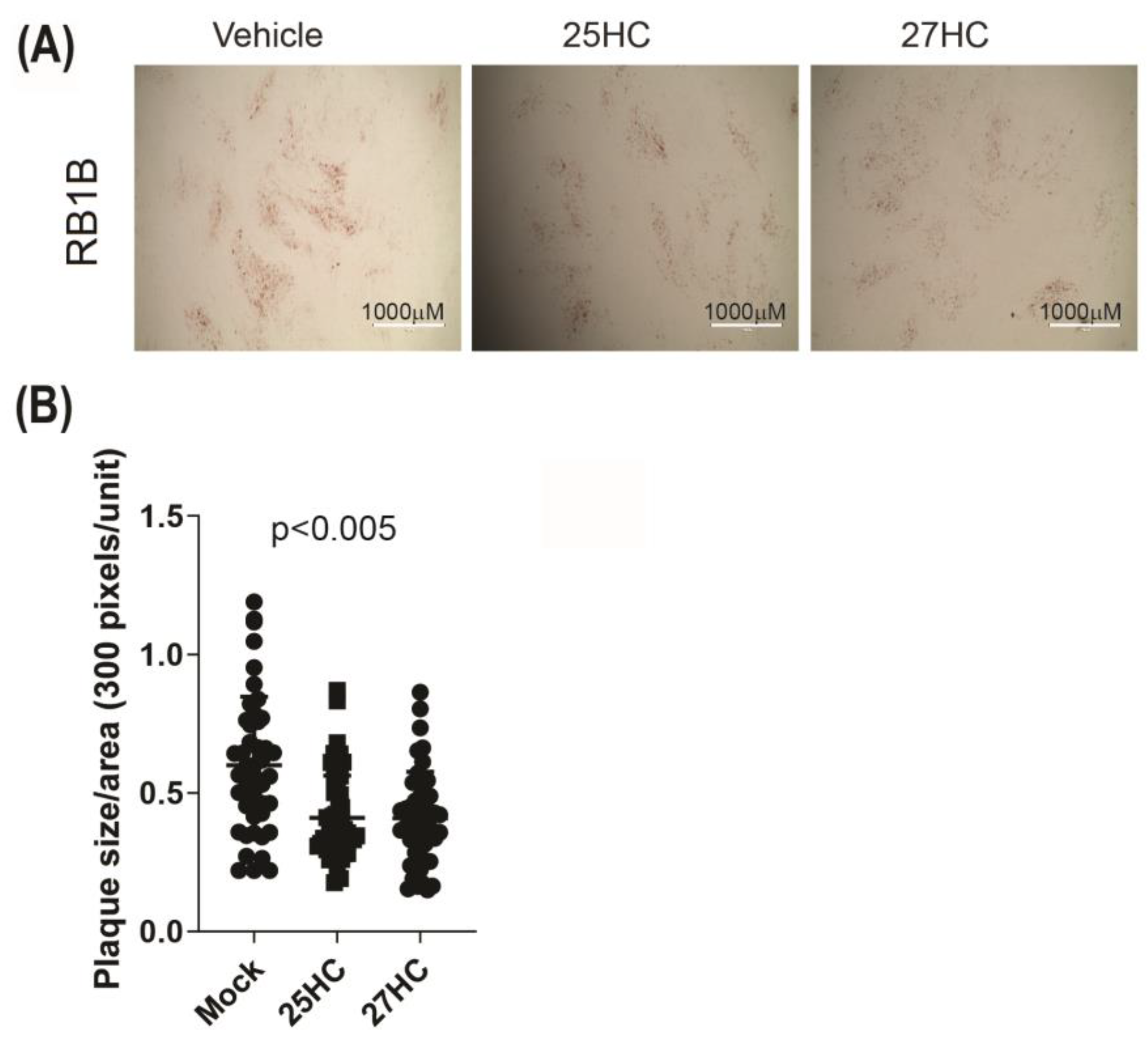 Viruses 15 01652 g005 Viruses 15 01652 g005
