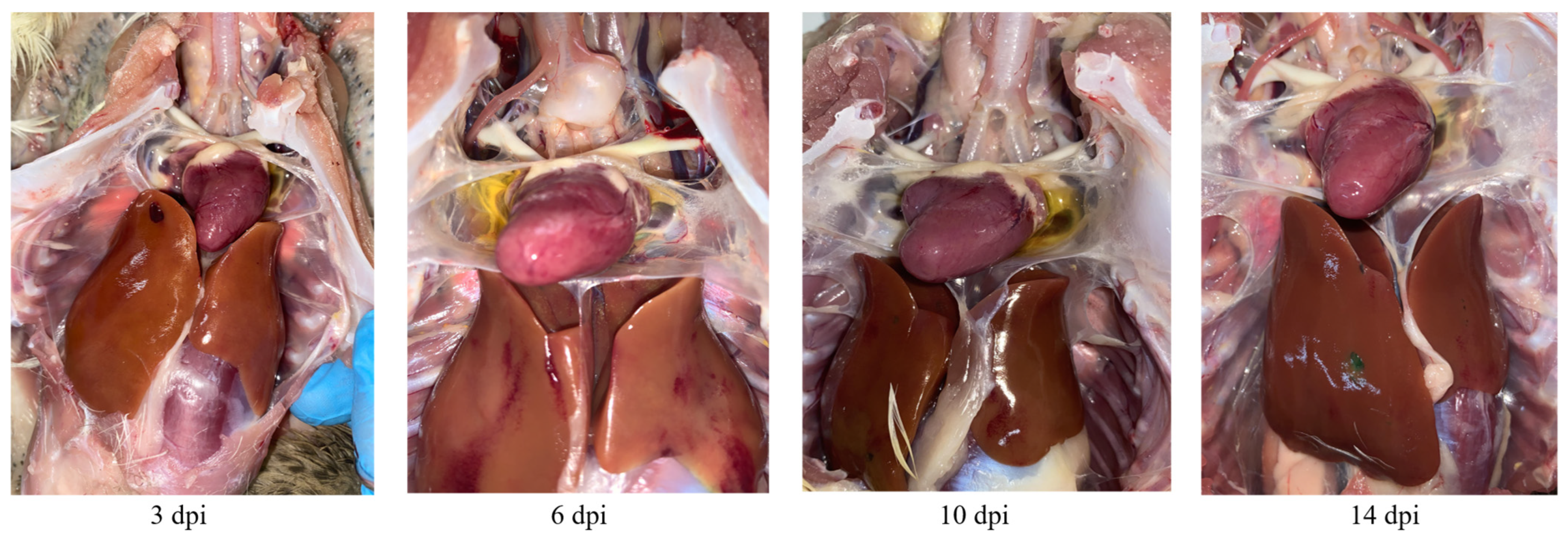 Viruses 15 01653 g004