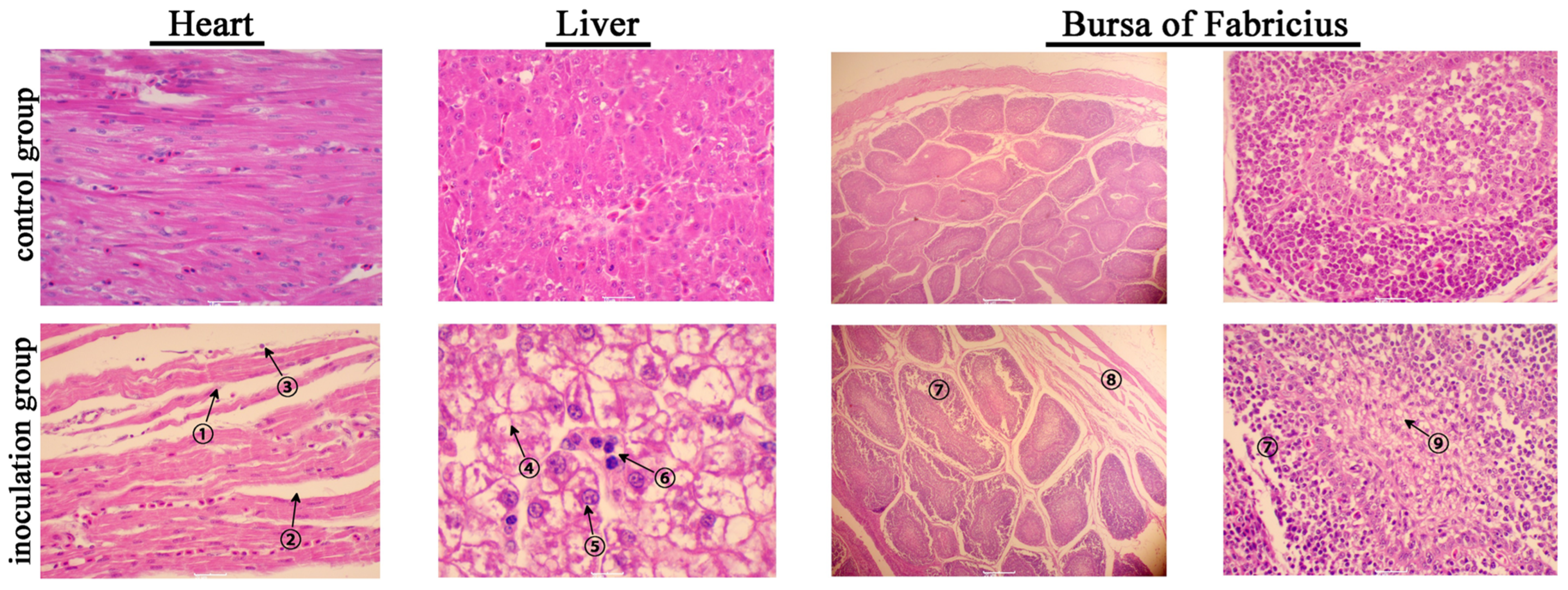Viruses 15 01653 g005