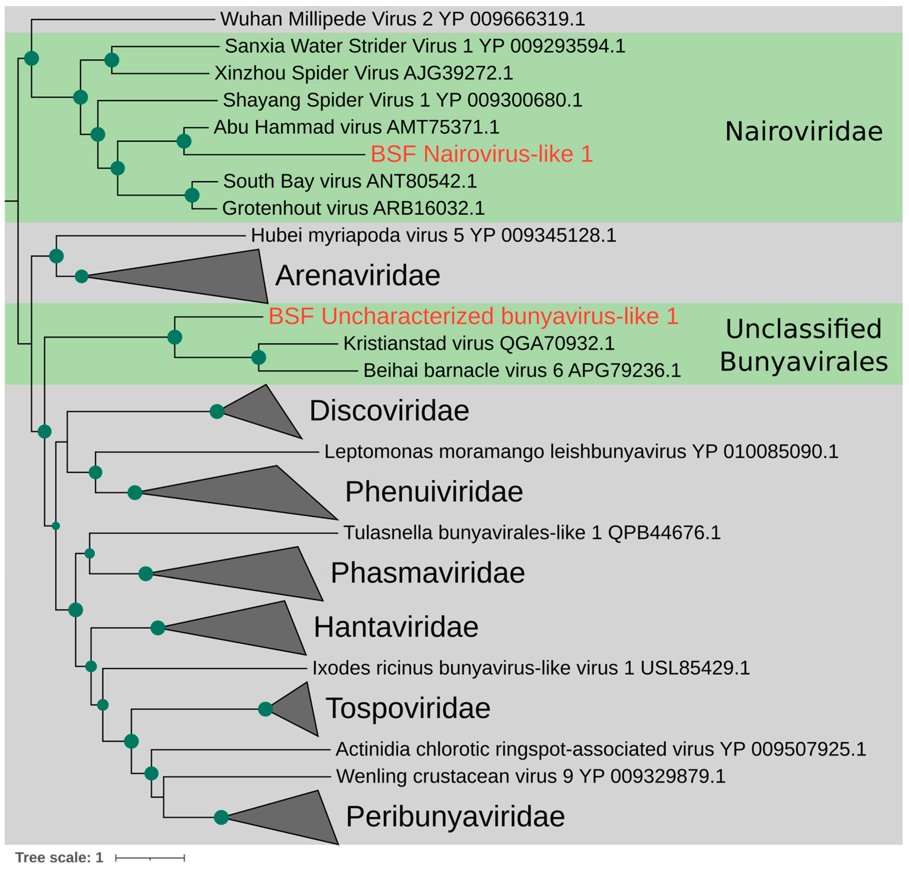 Viruses 15 01654 g001 Viruses 15 01654 g001