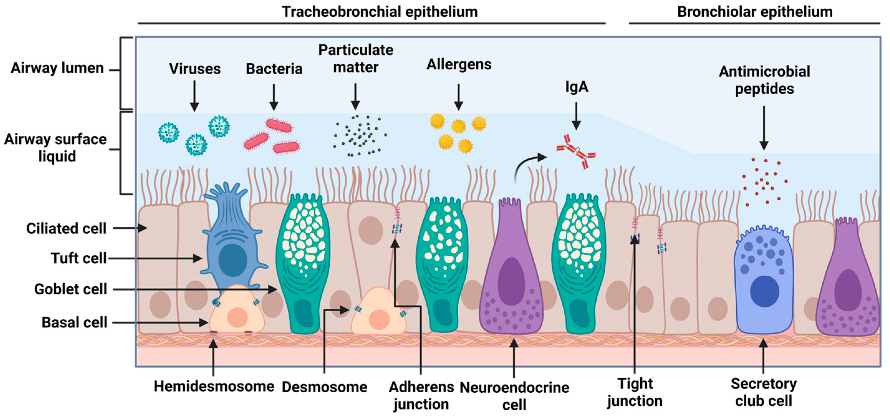Viruses 15 01655 g001 Viruses 15 01655 g001