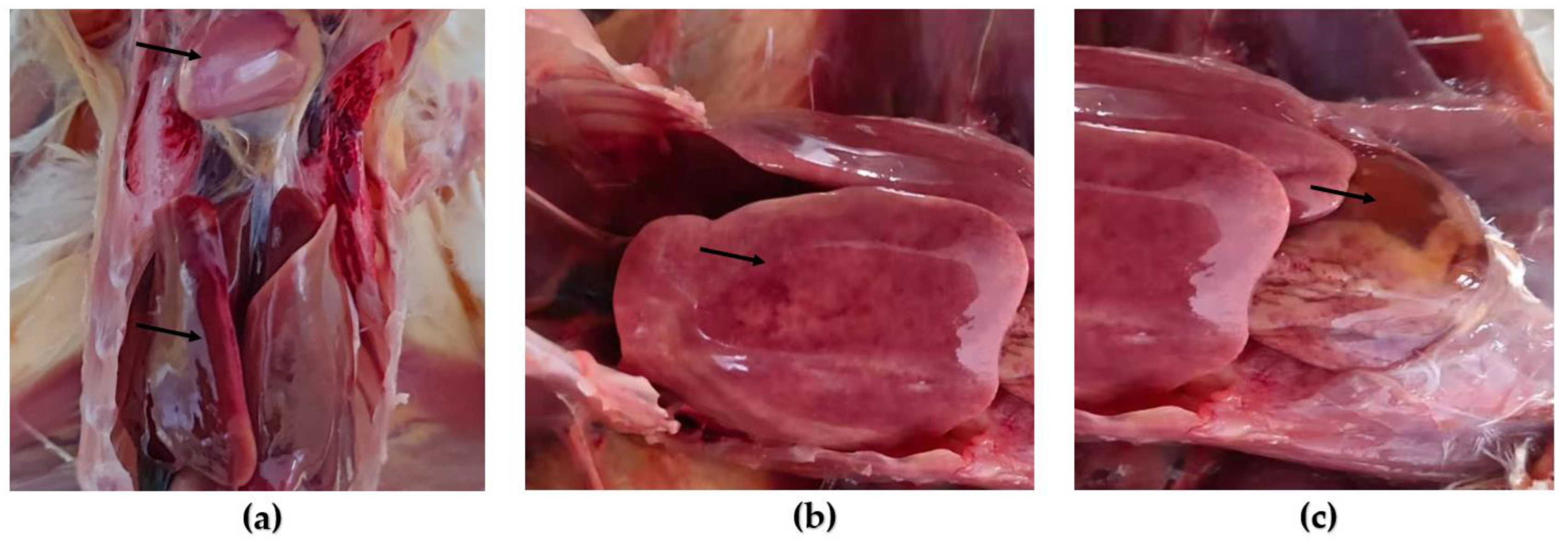 Viruses 15 01657 g002 Viruses 15 01657 g002