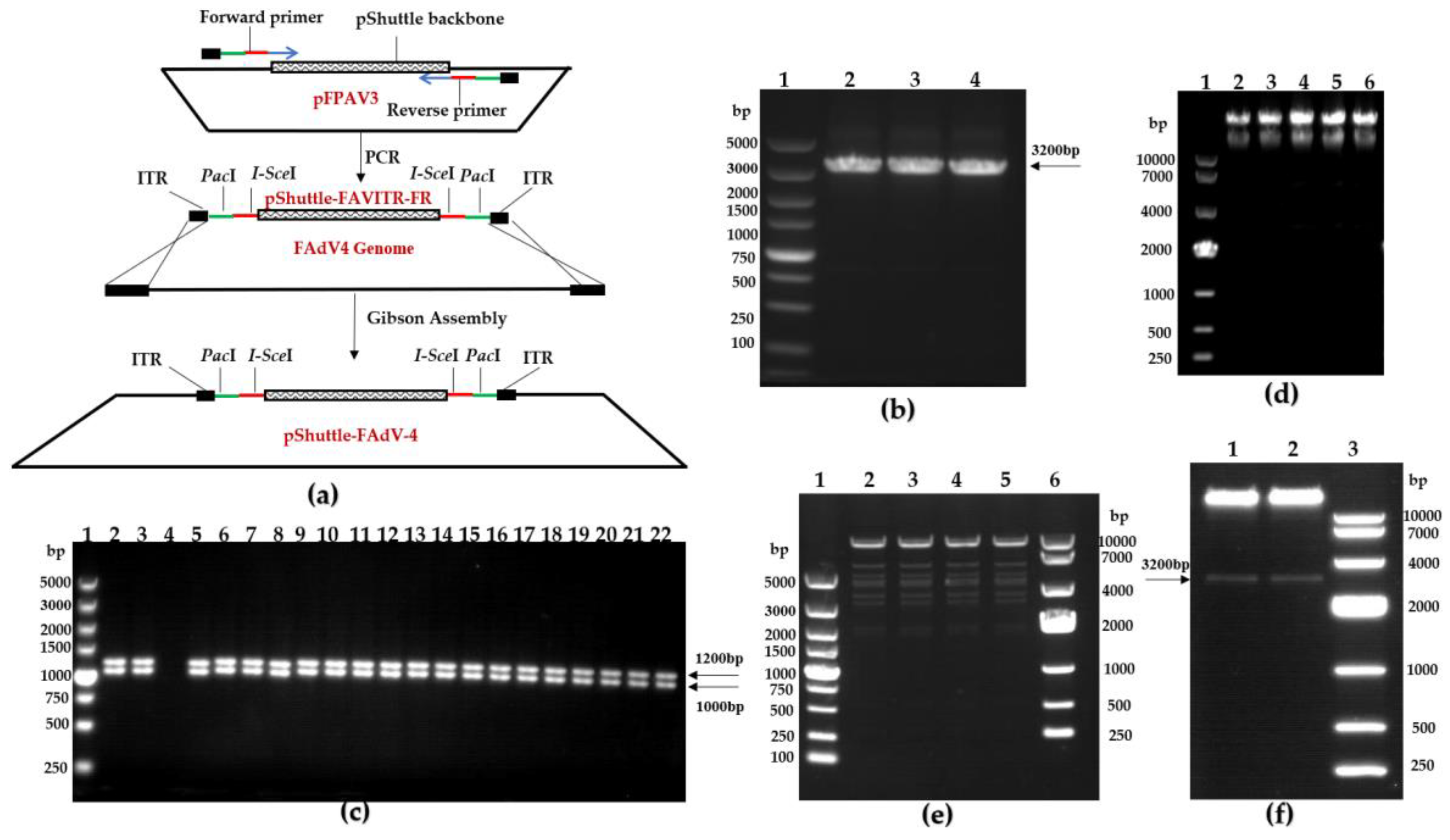 Viruses 15 01657 g003 Viruses 15 01657 g003