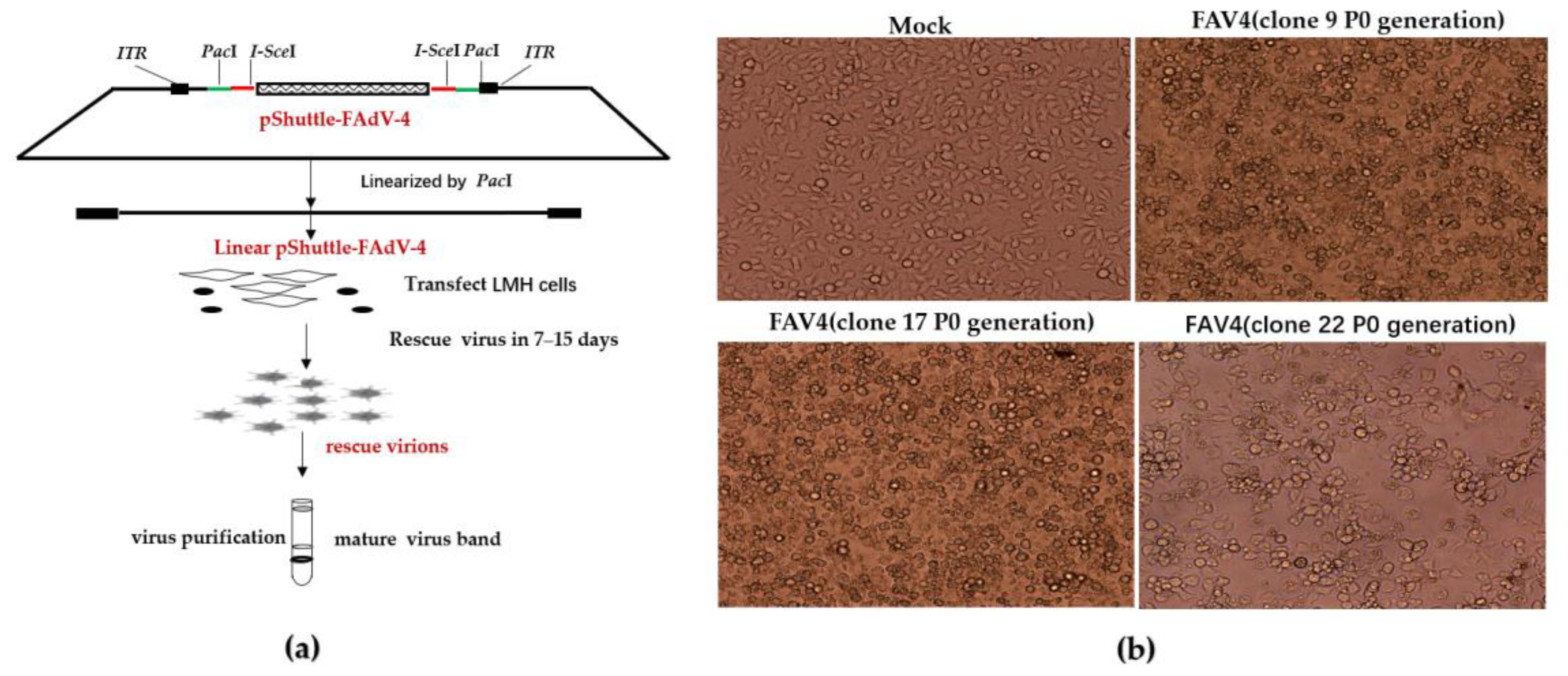 Rapid Construction of an Infectious Clone of Fowl Adenovirus