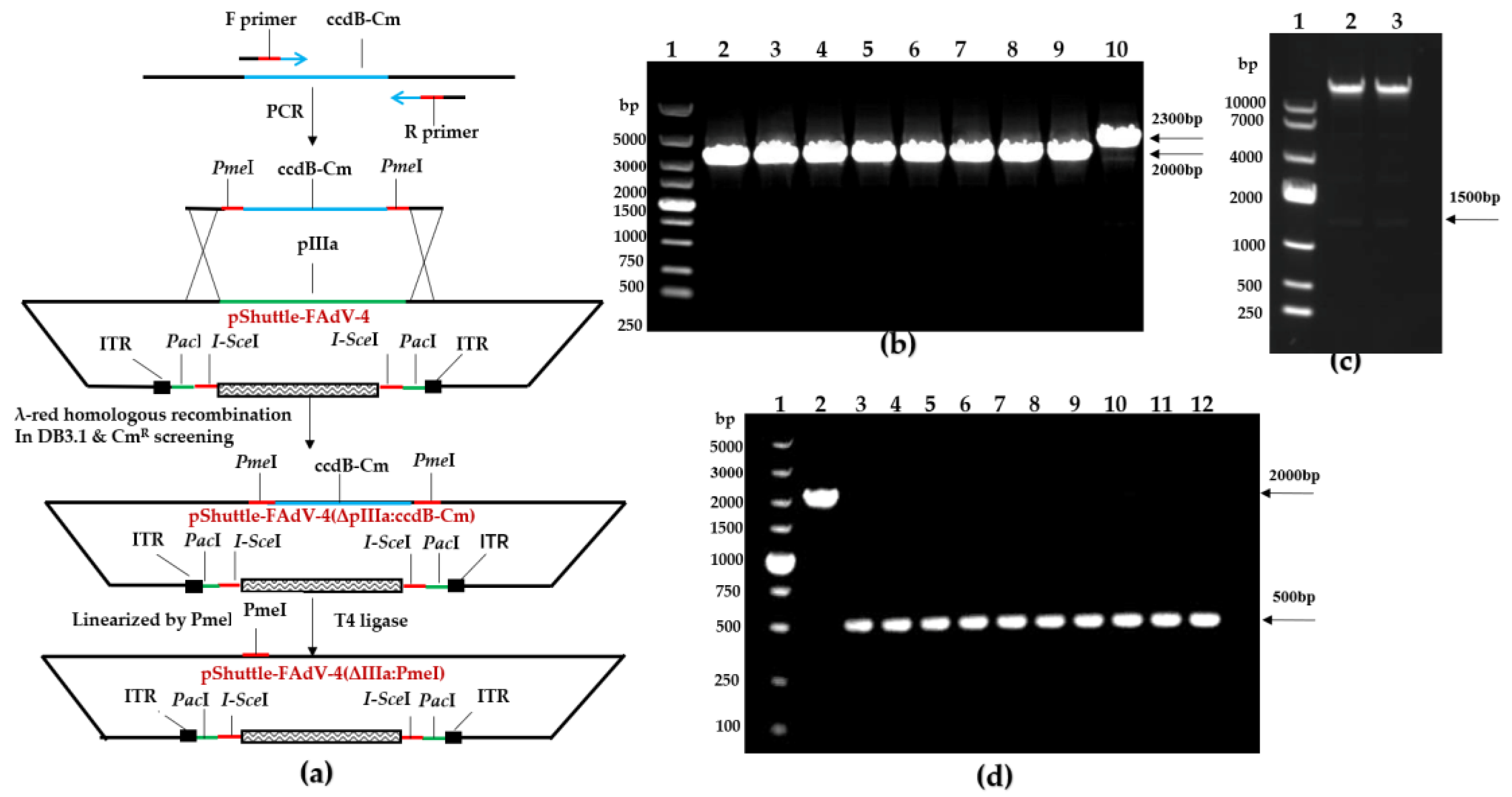 Viruses 15 01657 g005 Viruses 15 01657 g005