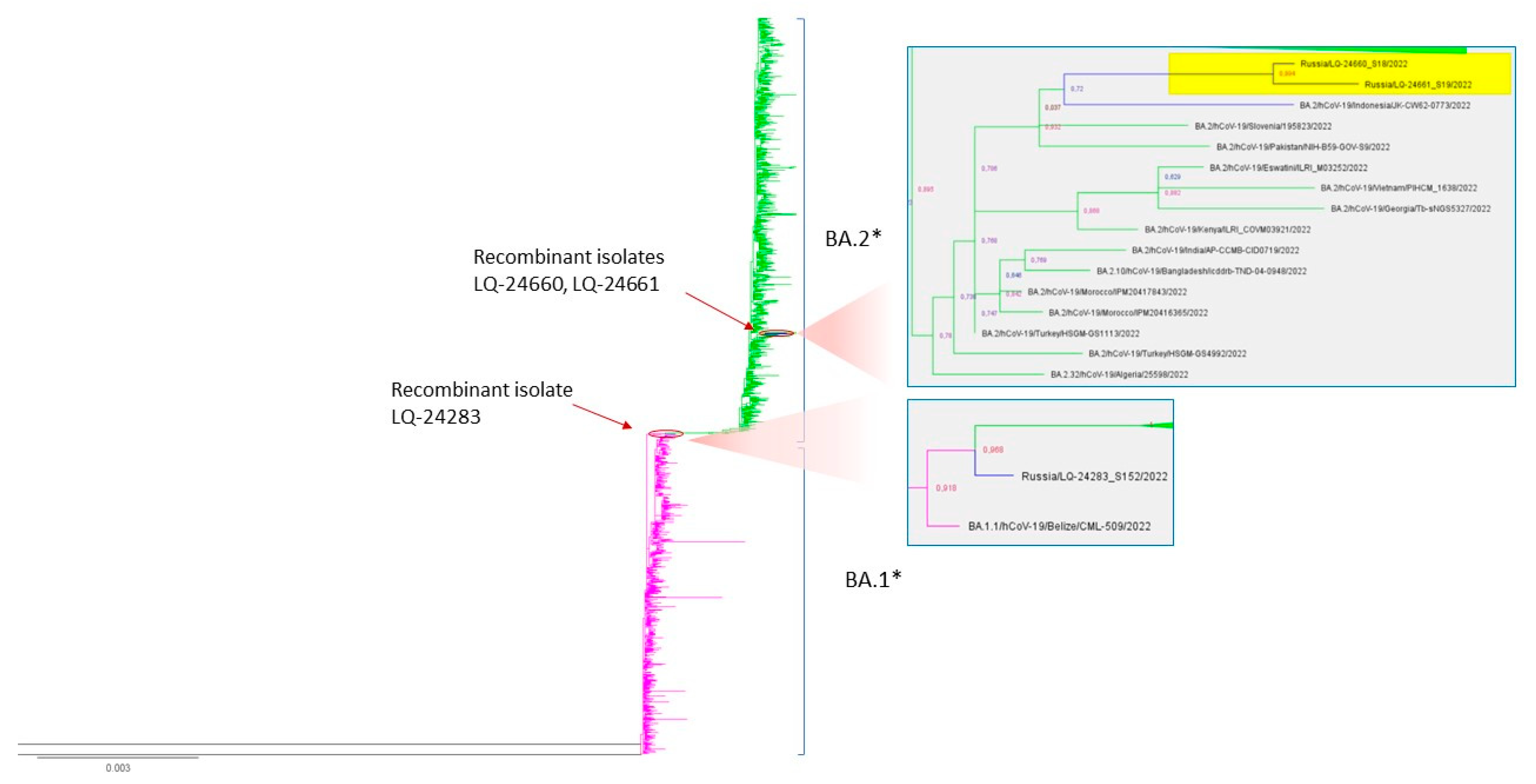 Viruses 15 01660 g007