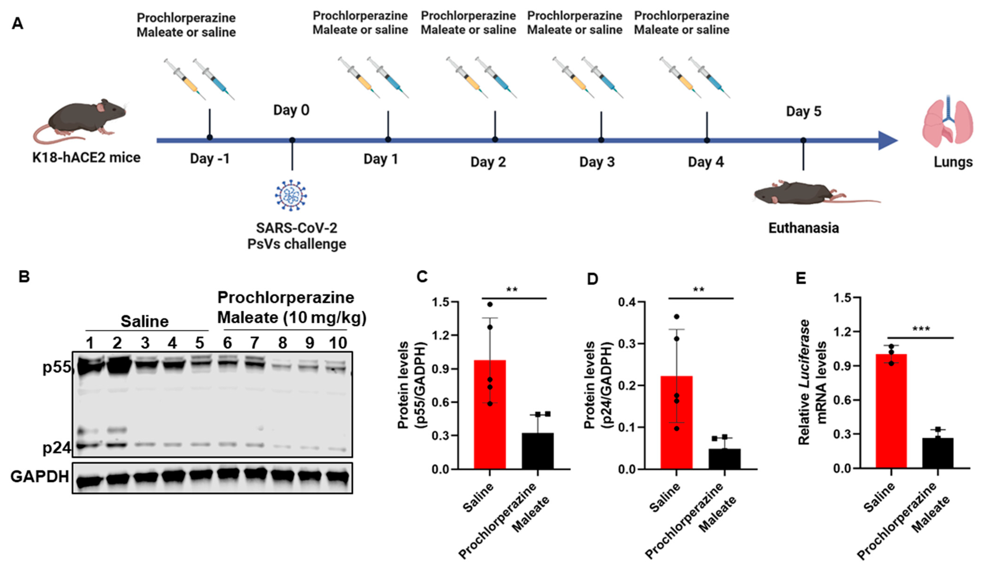 Viruses 15 01666 g005
