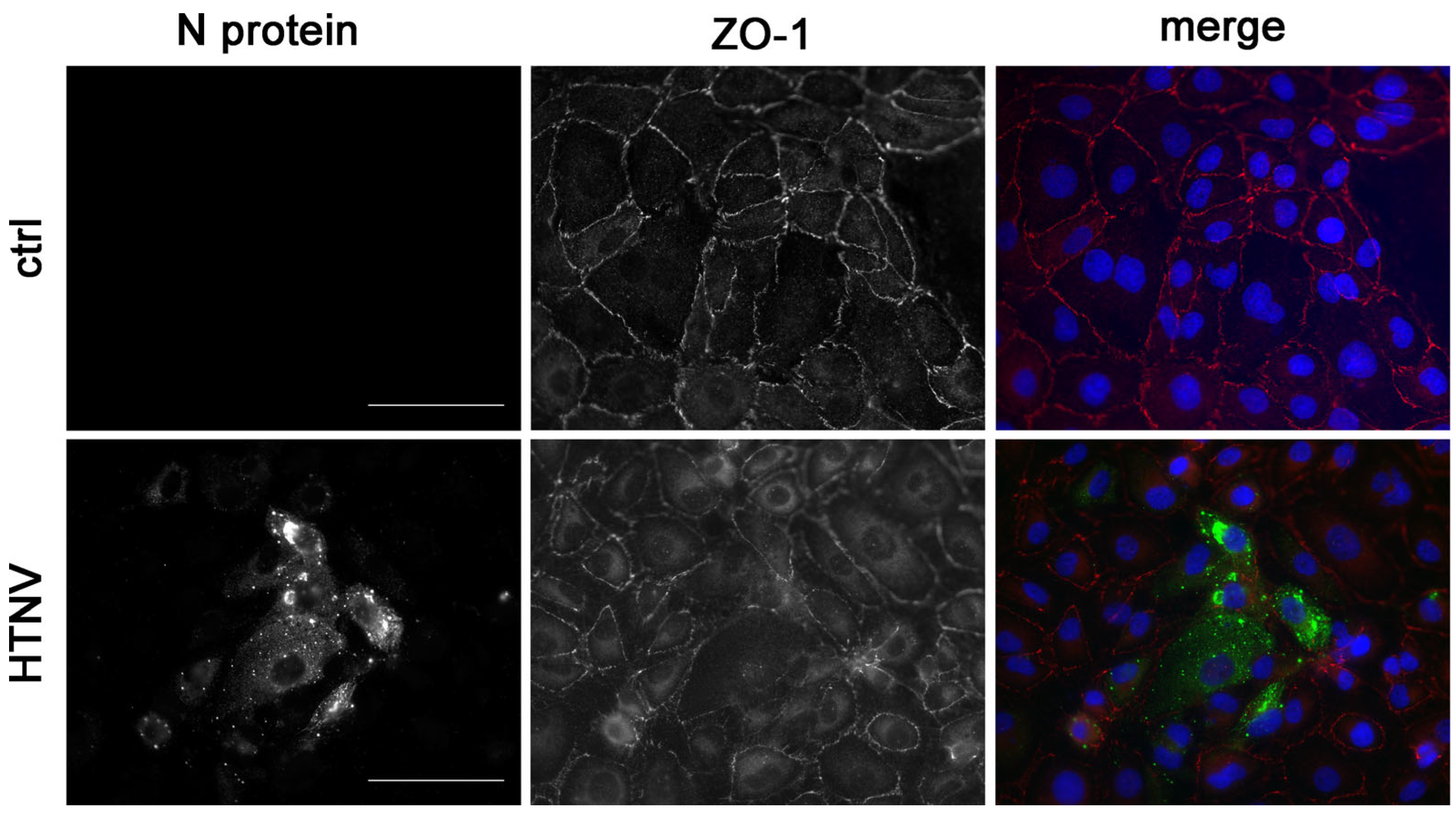 Viruses 15 01670 g004 Viruses 15 01670 g004