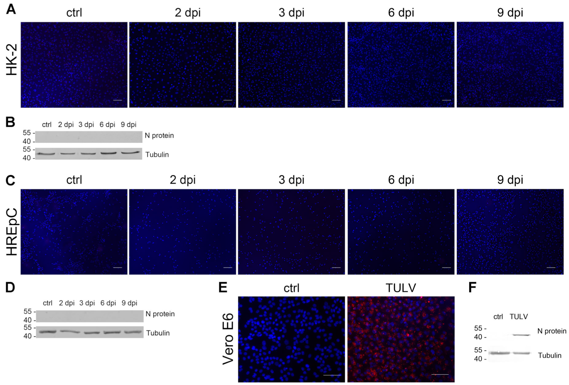 Viruses 15 01670 g007 Viruses 15 01670 g007