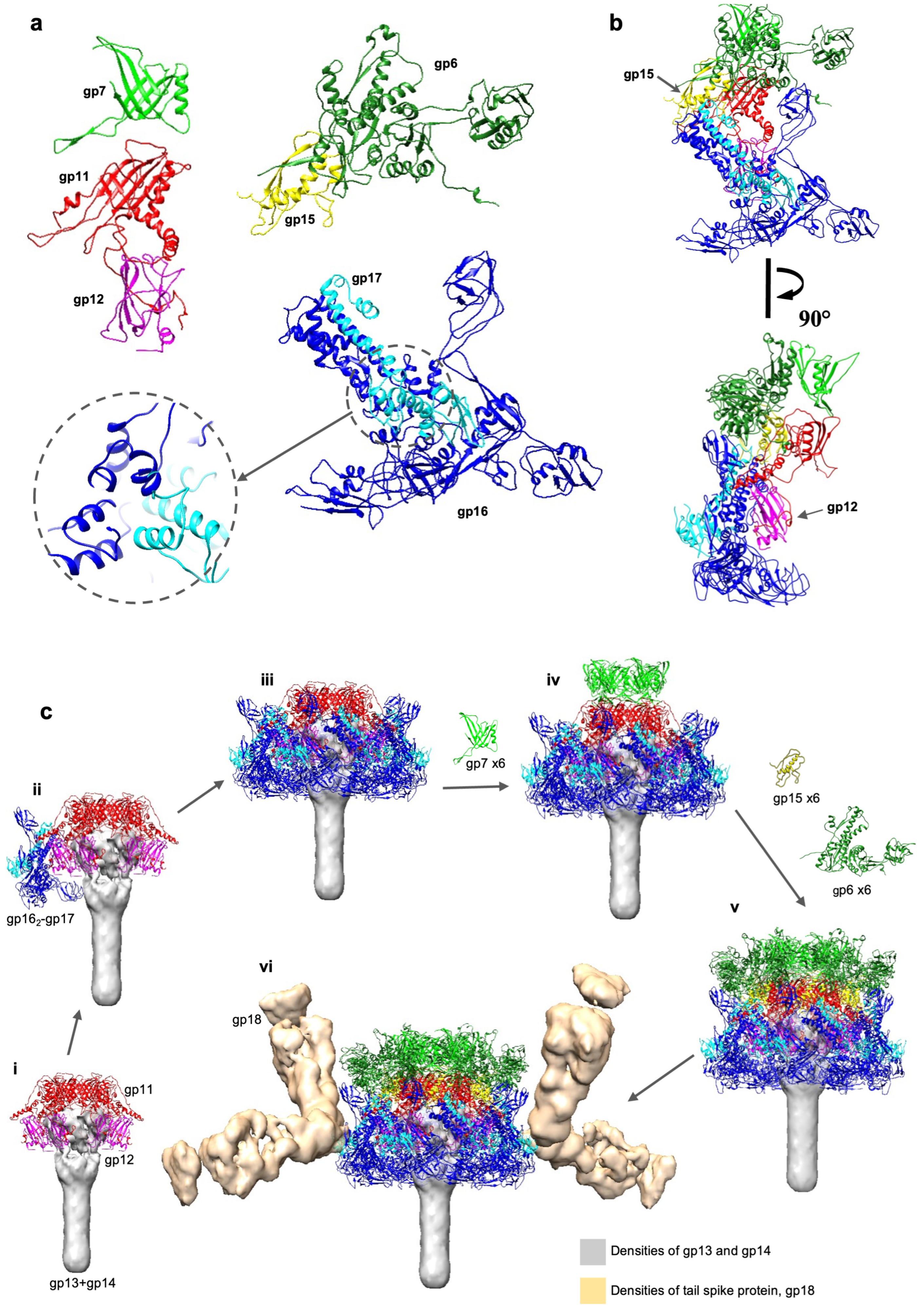 Viruses 15 01673 g002