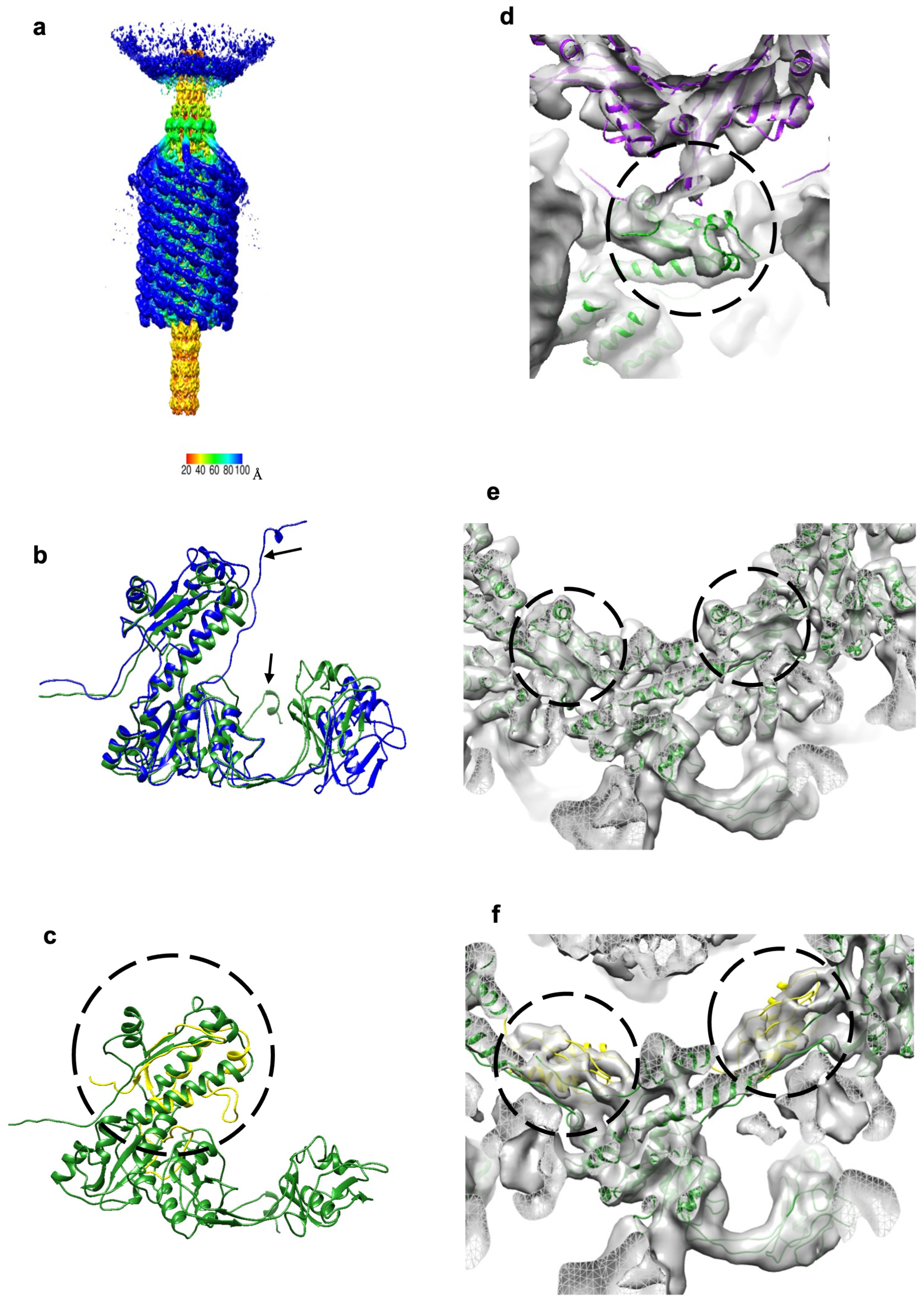 Viruses 15 01673 g004