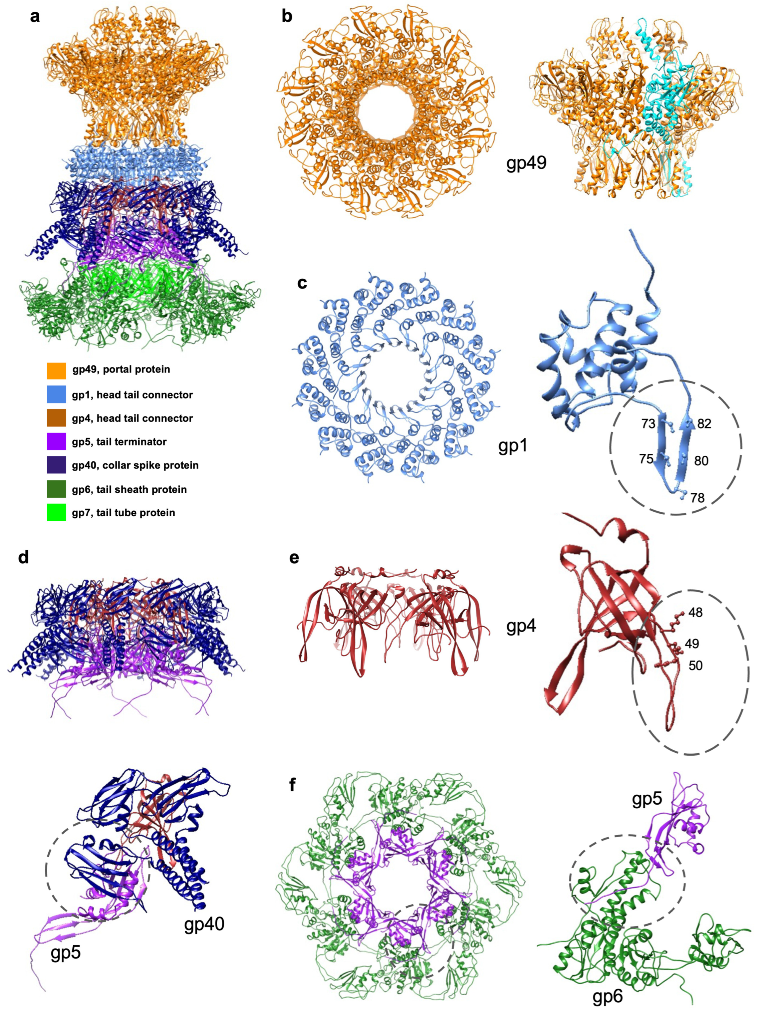 Viruses 15 01673 g005