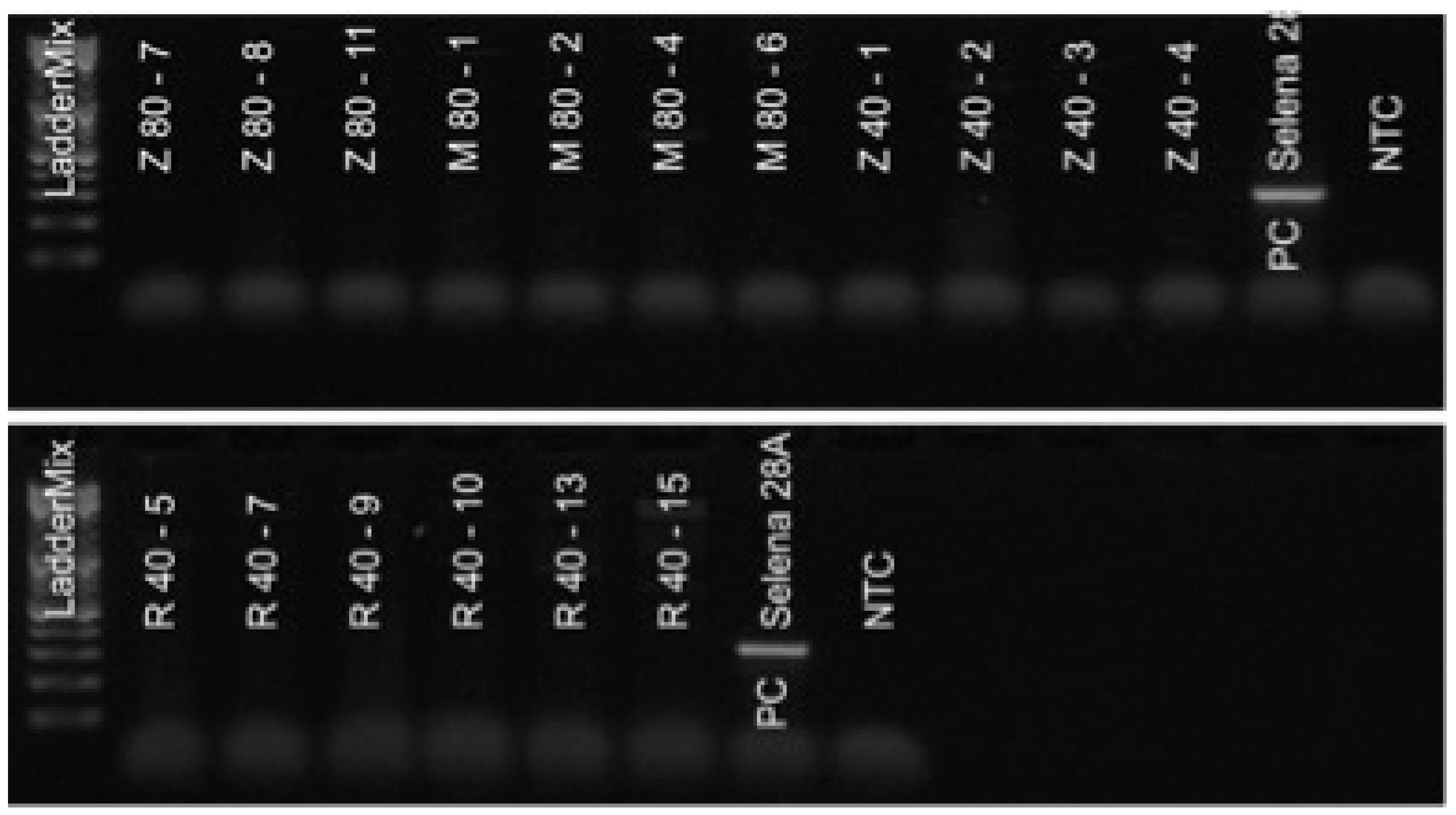 Viruses 15 01684 g002 Viruses 15 01684 g002