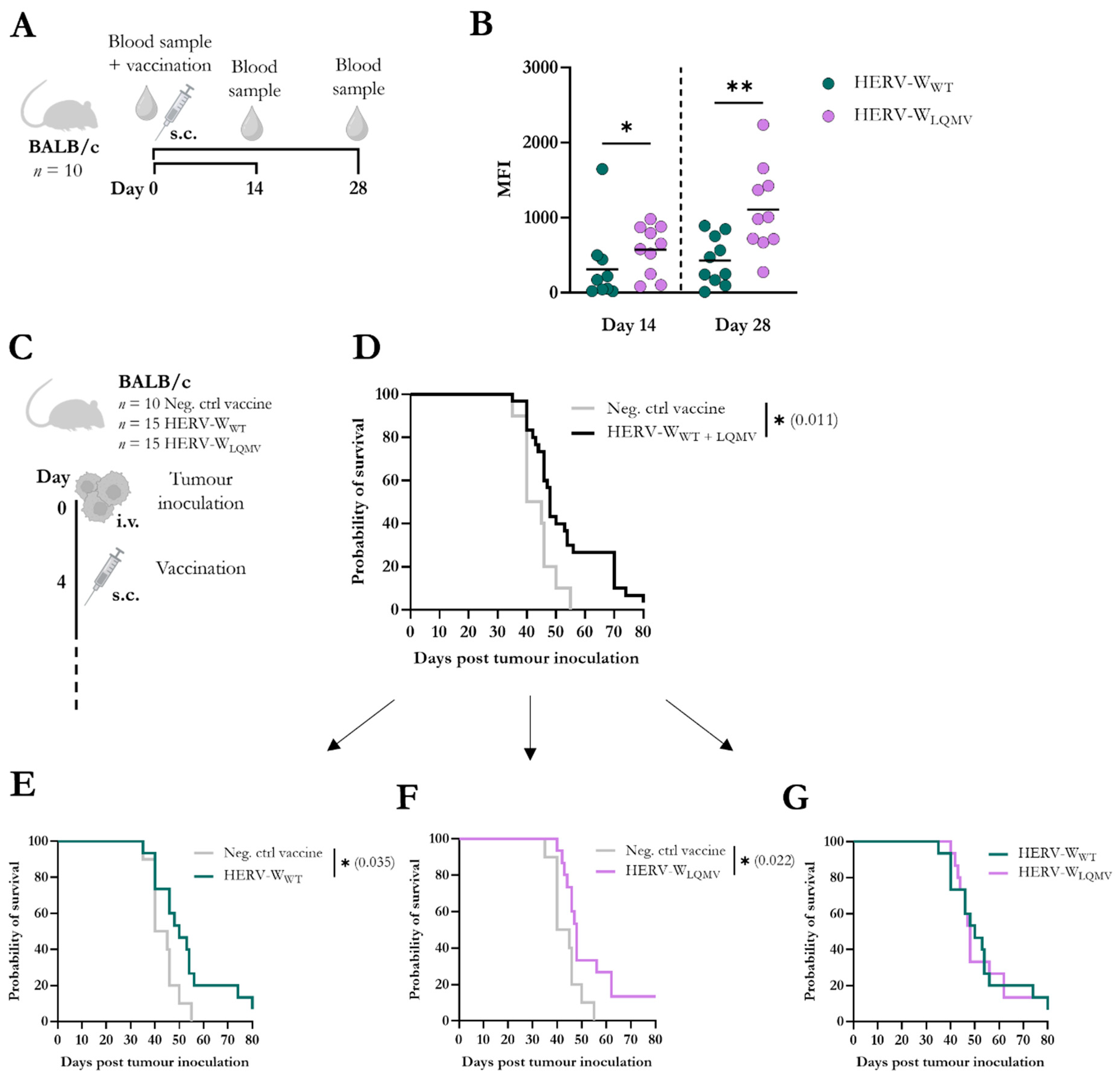 Viruses 15 01686 g004
