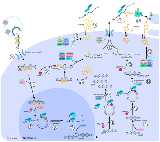 Cellular Factors Involved in the Hepatitis D Virus Life Cycle