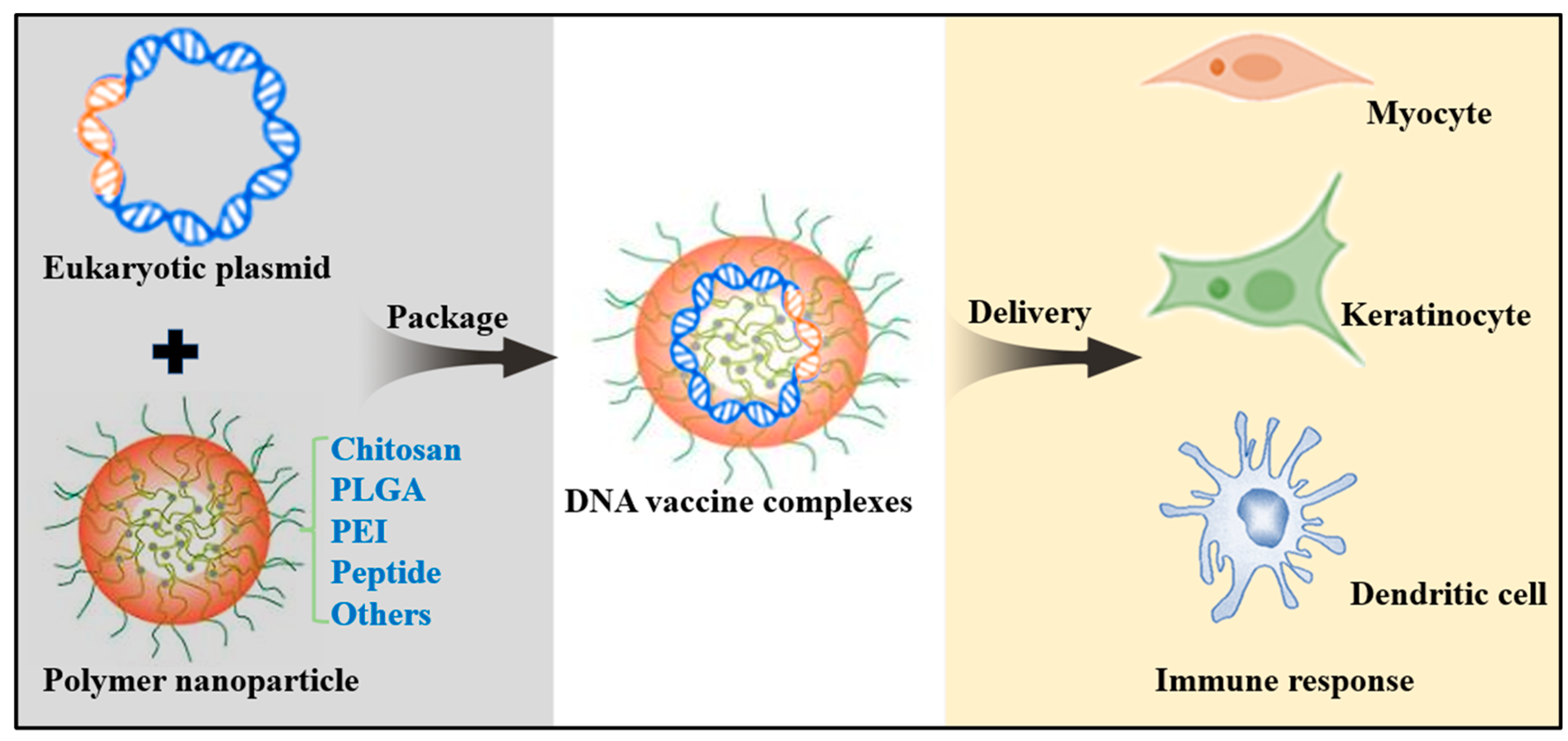 Viruses 15 01694 g002 Viruses 15 01694 g002