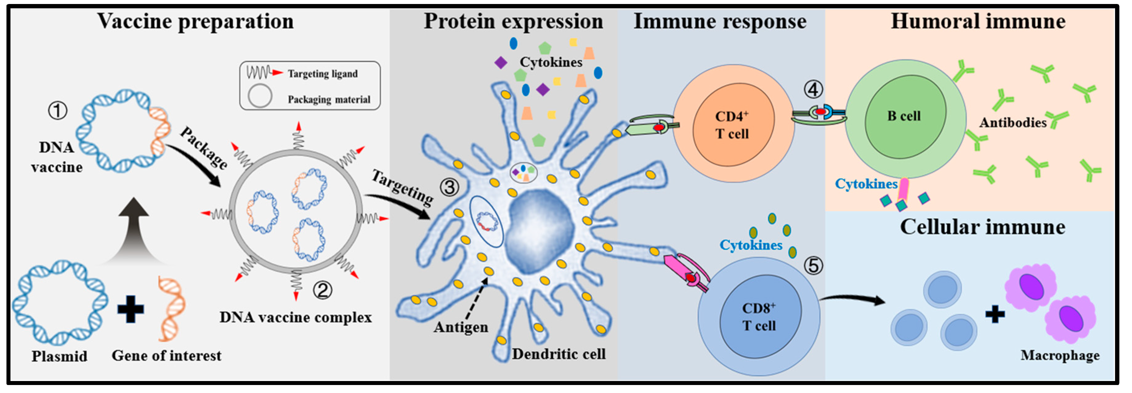 Viruses 15 01694 g005 Viruses 15 01694 g005