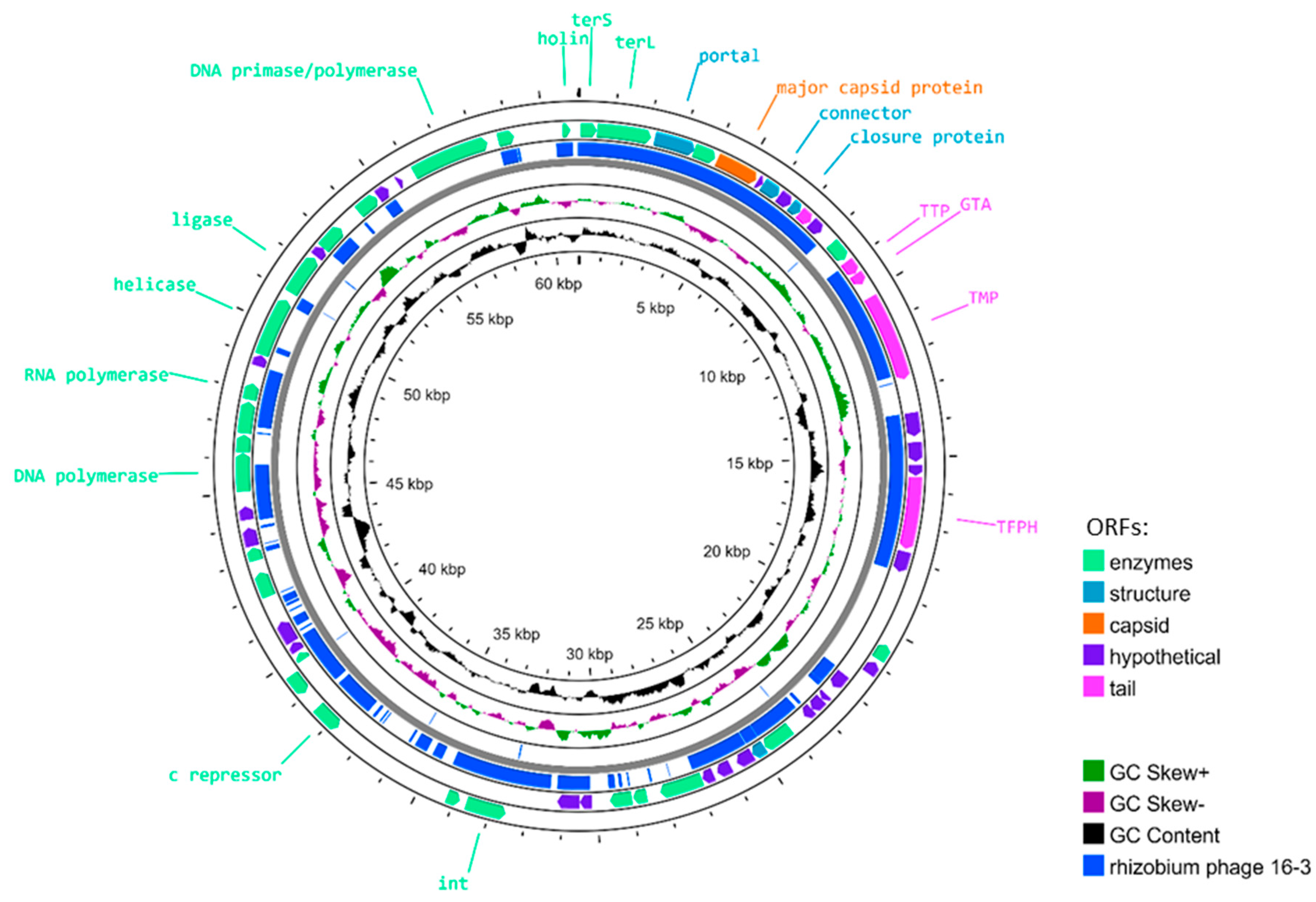 Viruses 15 01701 g002 Viruses 15 01701 g002