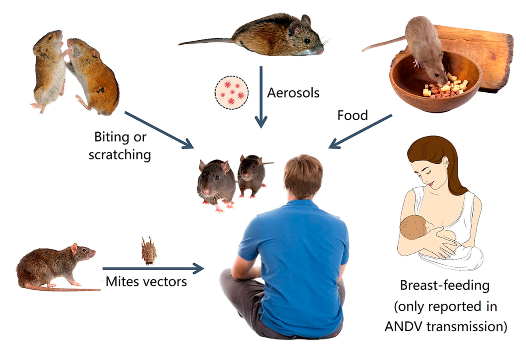 Viruses  Free Full-Text  Zoonotic Hantaviridae with Global Public 