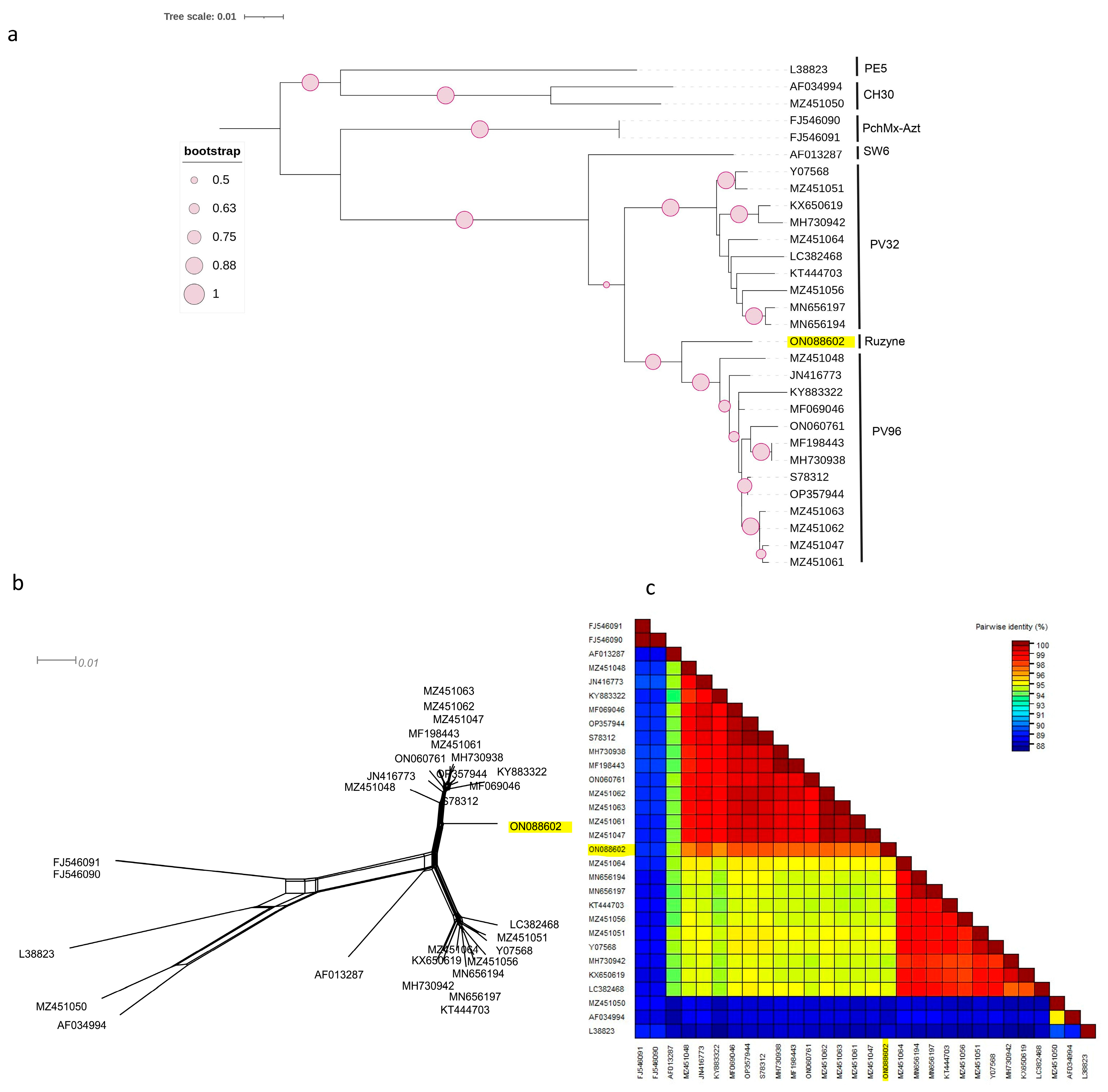 Viruses 15 01723 g001 Viruses 15 01723 g001
