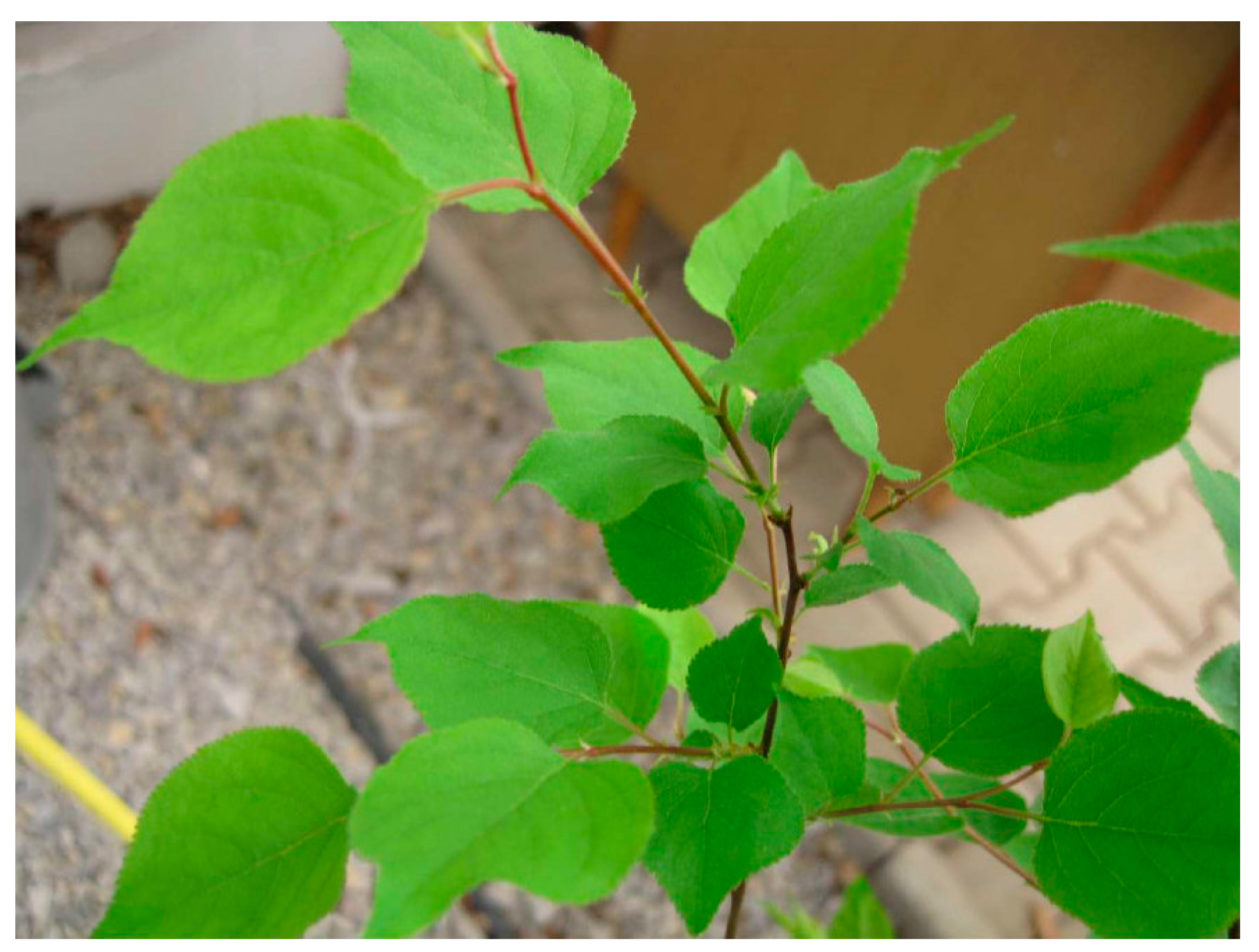 Viruses 15 01723 g007 Viruses 15 01723 g007