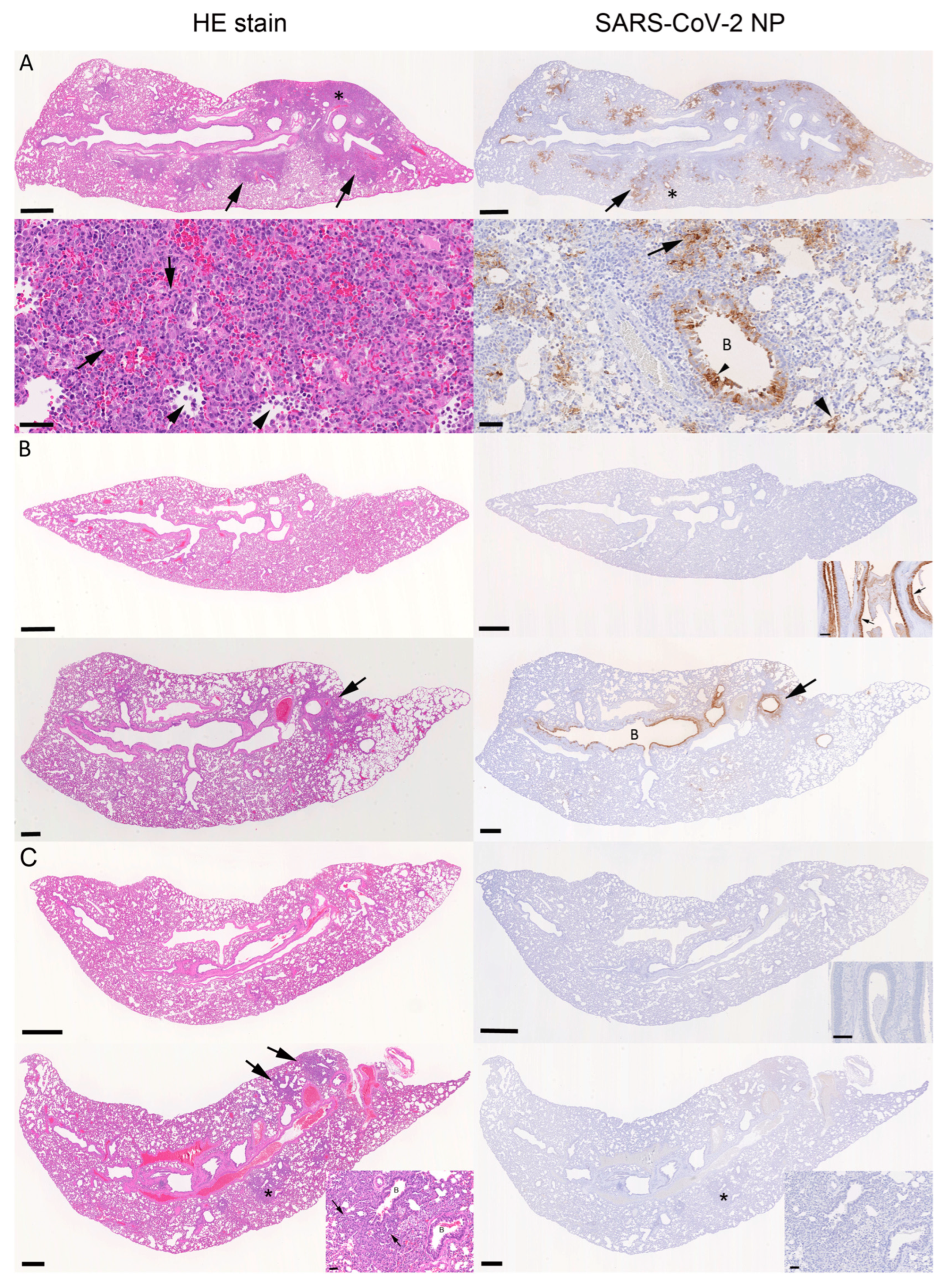 Viruses 15 01744 g006