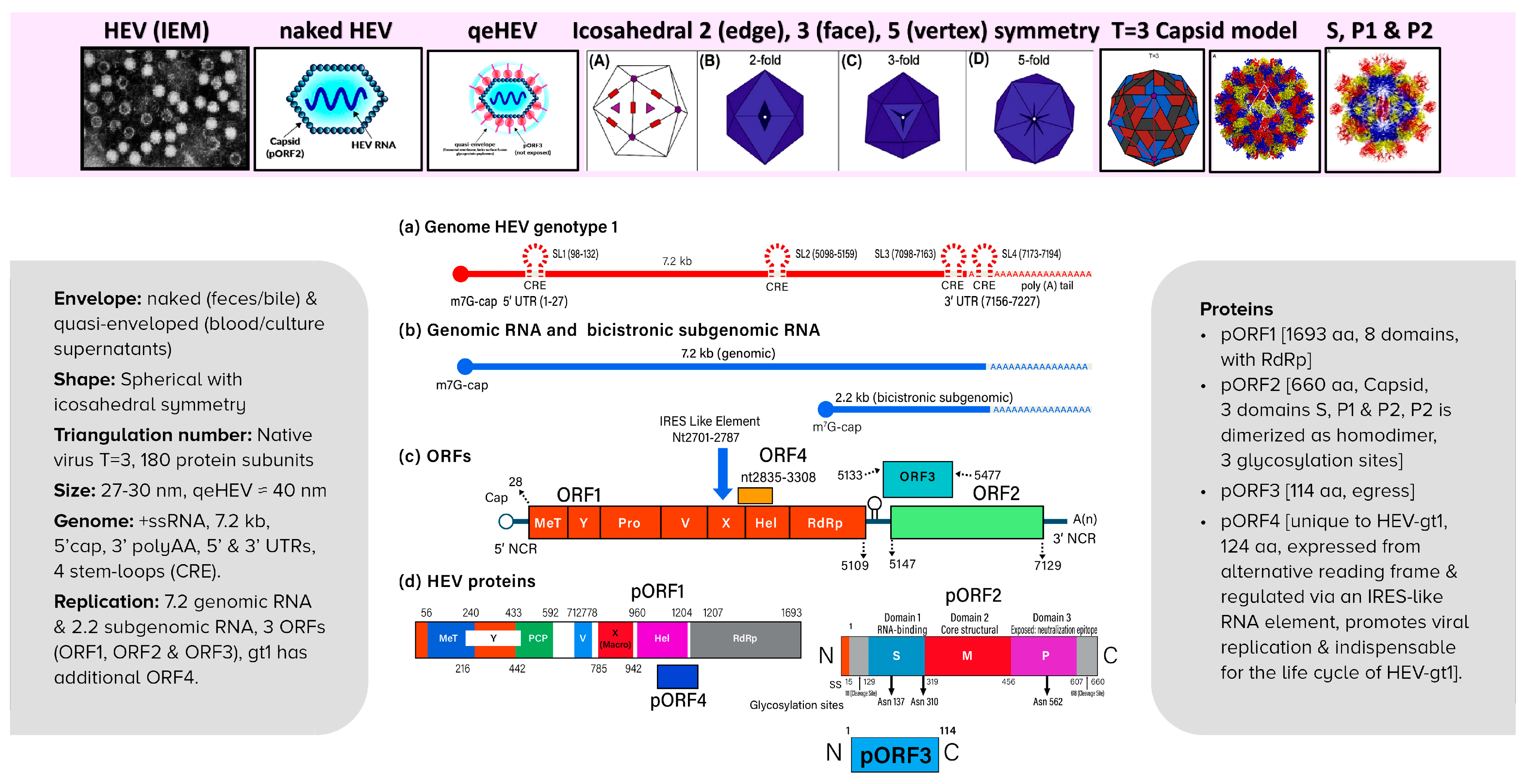 Viruses 15 01745 g006 Viruses 15 01745 g006