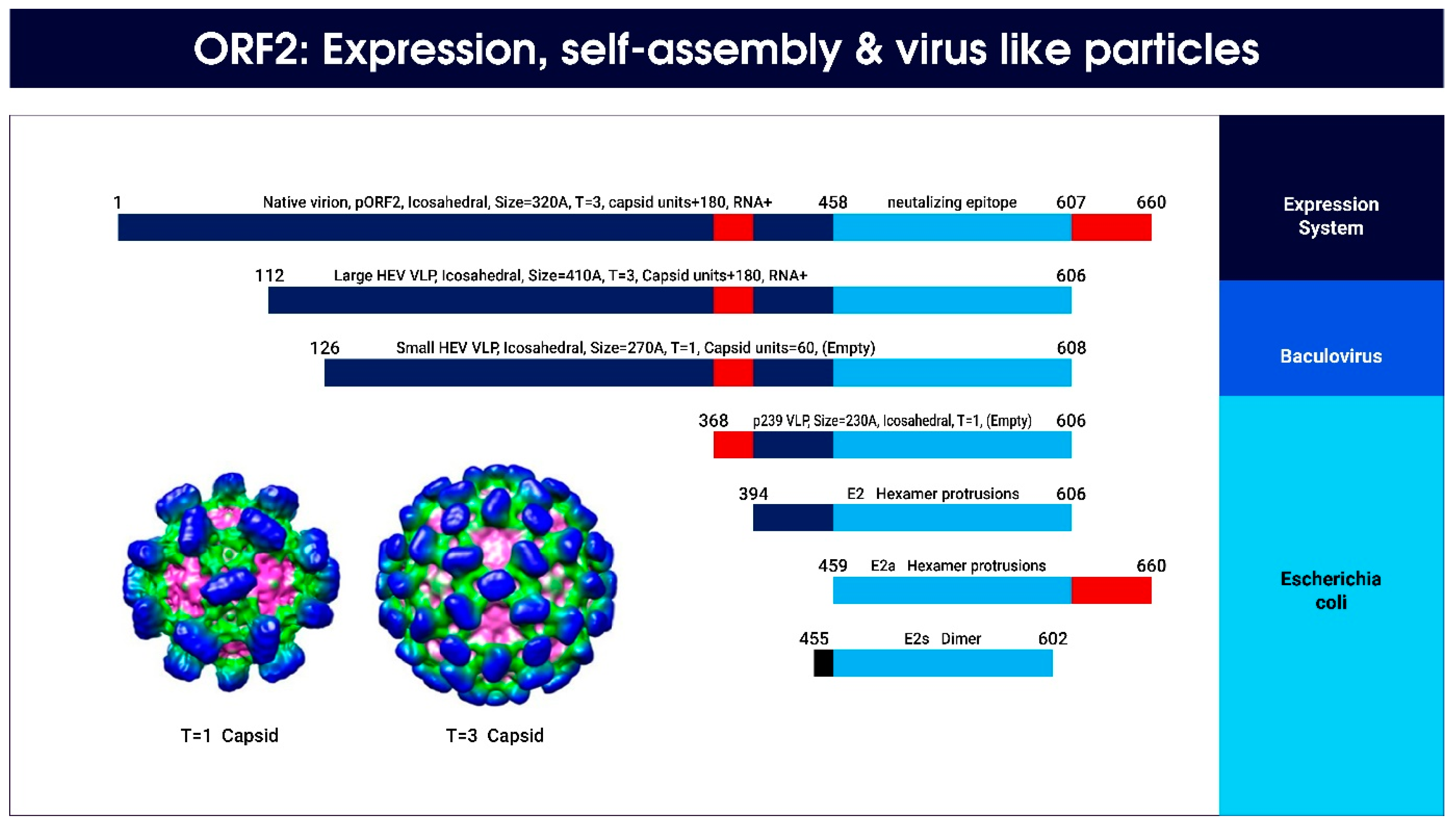 Viruses 15 01745 g010 Viruses 15 01745 g010