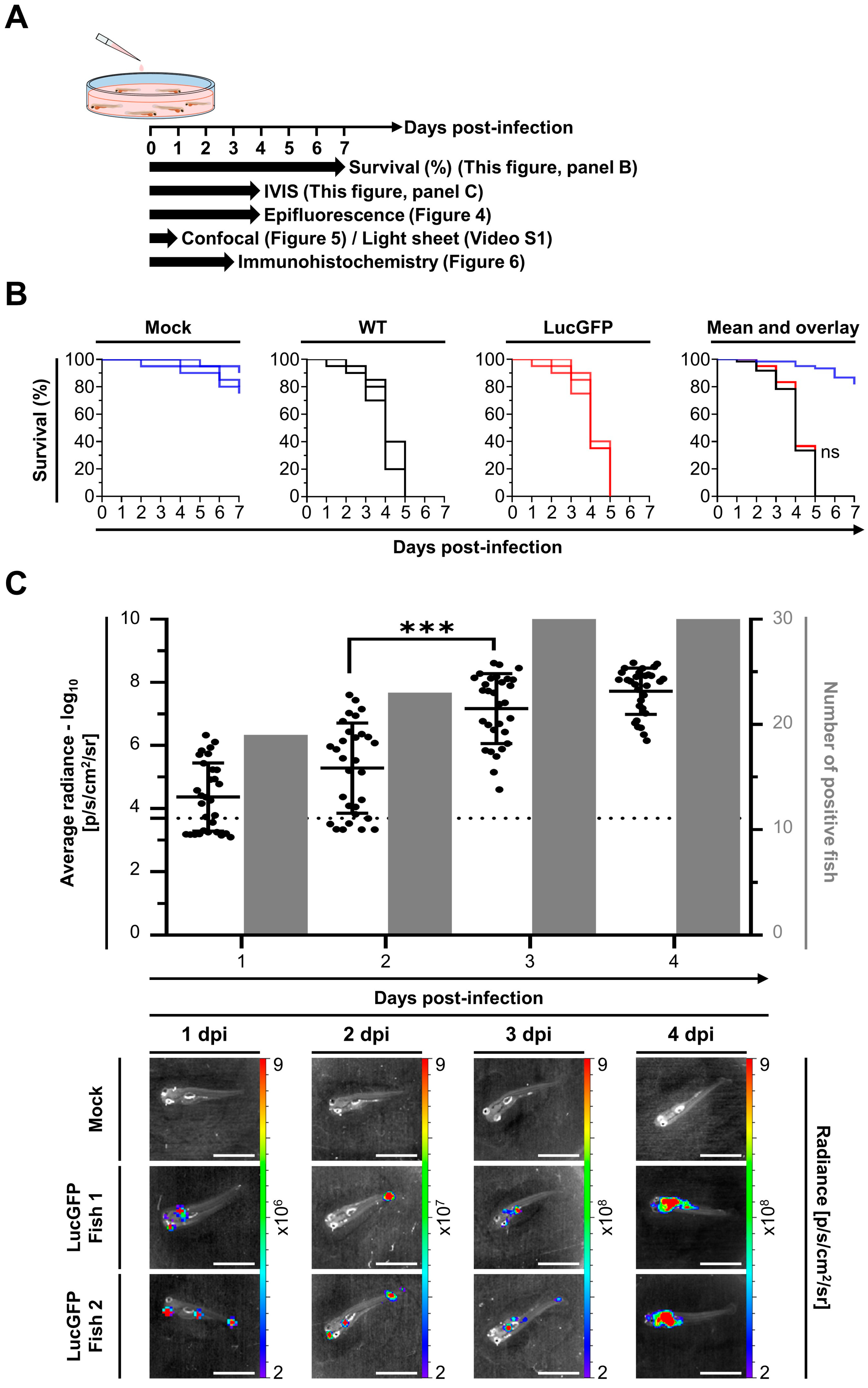 Viruses 15 01746 g003