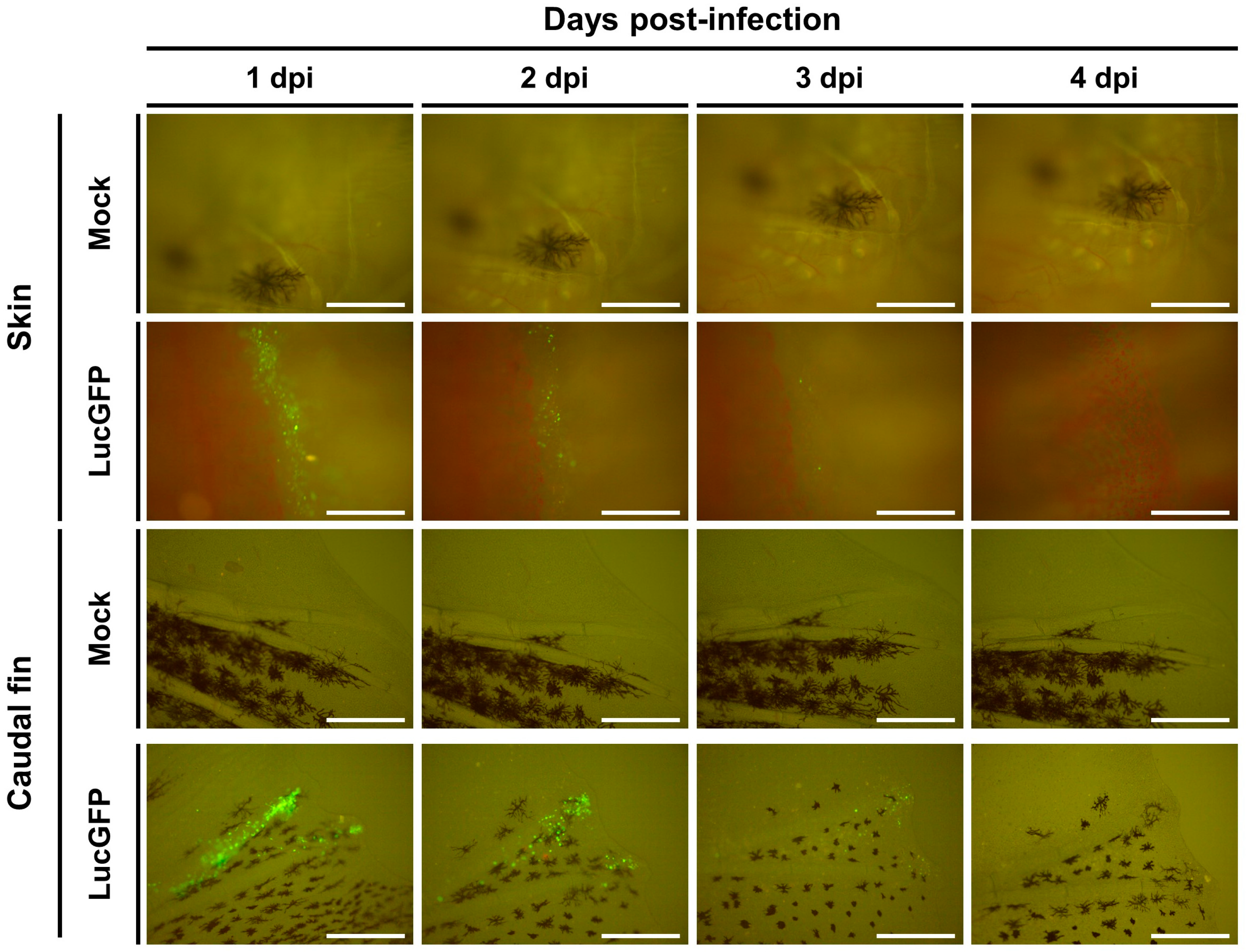 Viruses 15 01746 g011
